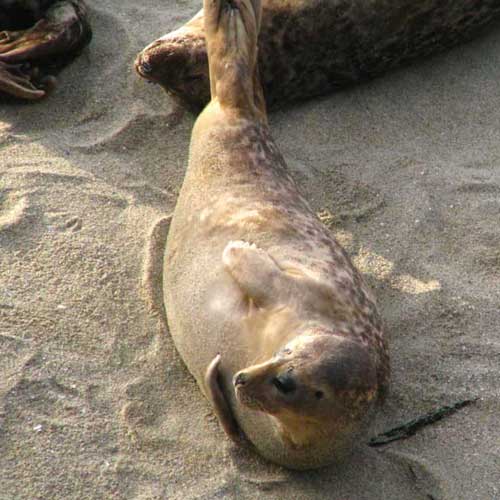 Be nice to the La Jolla seals