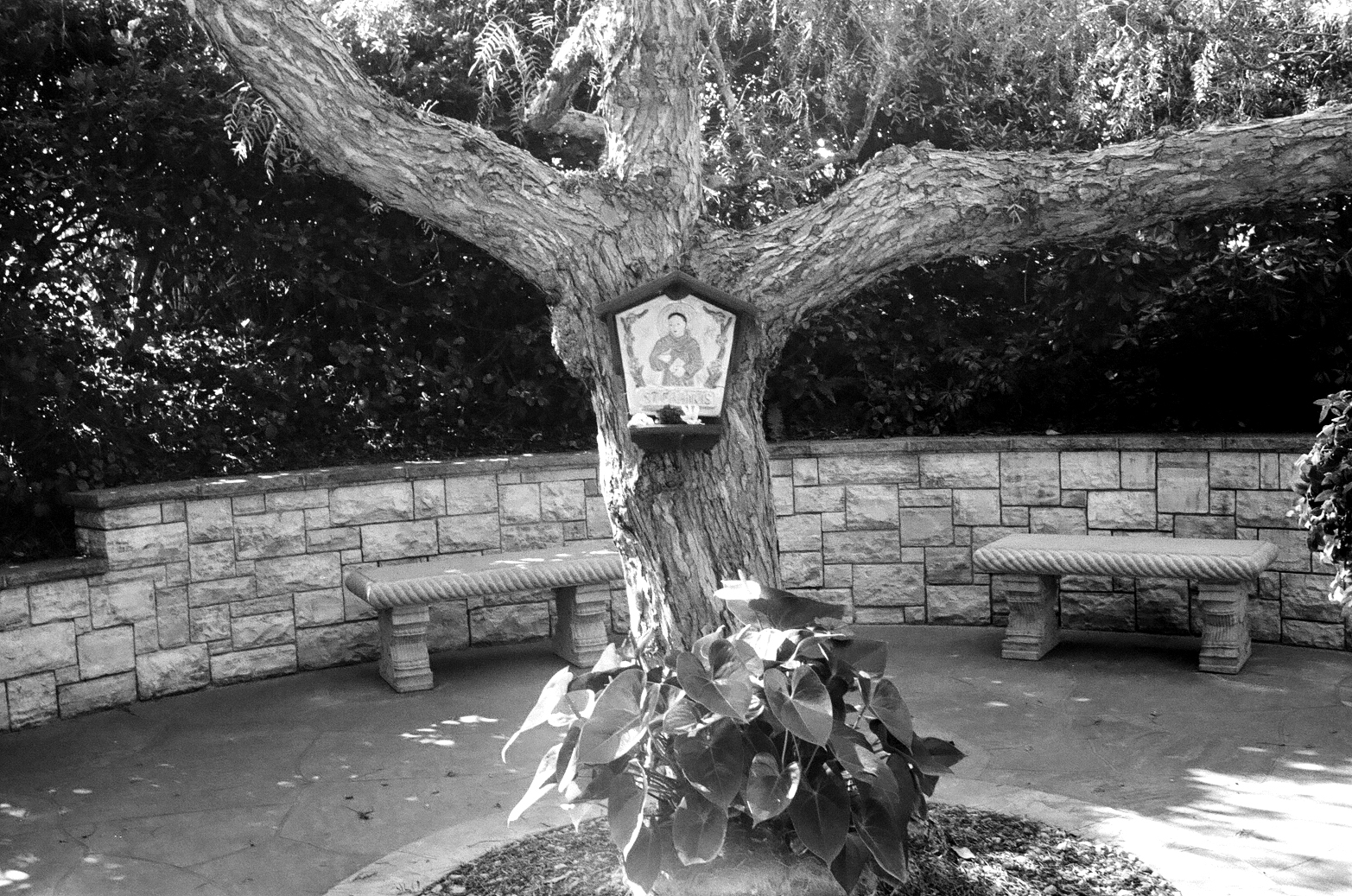 Self Realization Fellowship