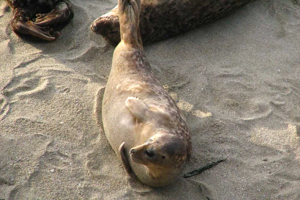 Seal on the beach in San Diego
