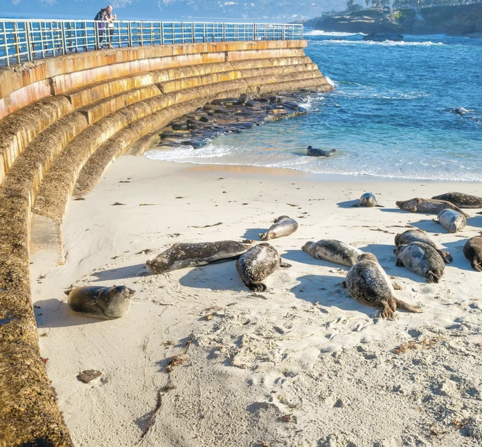 La Jolla Children's Pool with seals