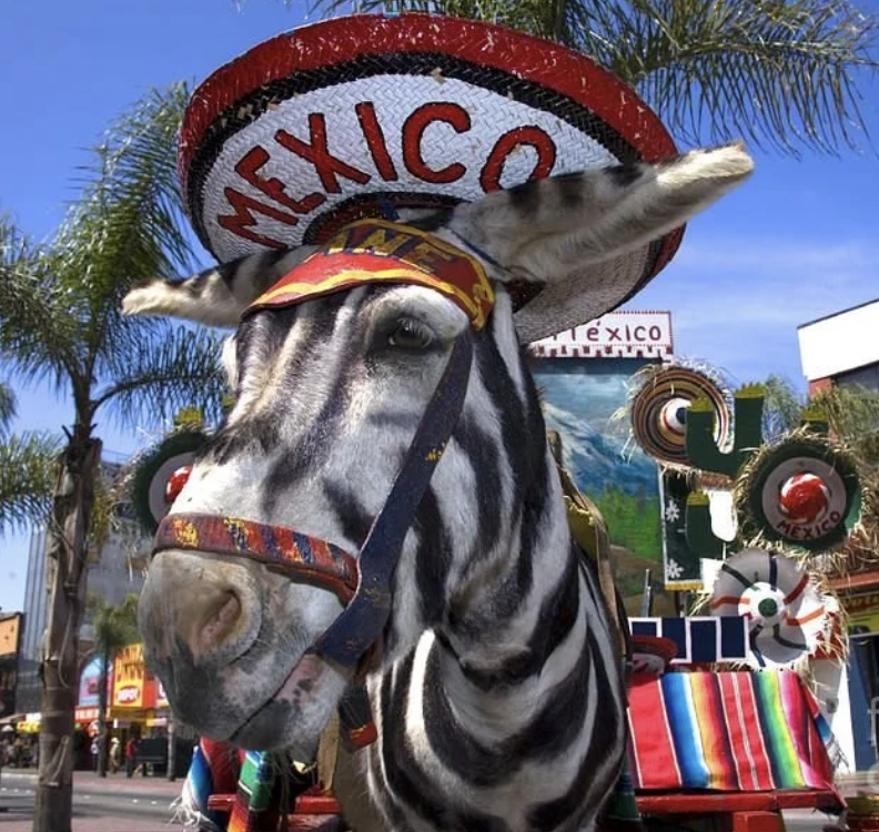 Donkey Zebra in Tijuana