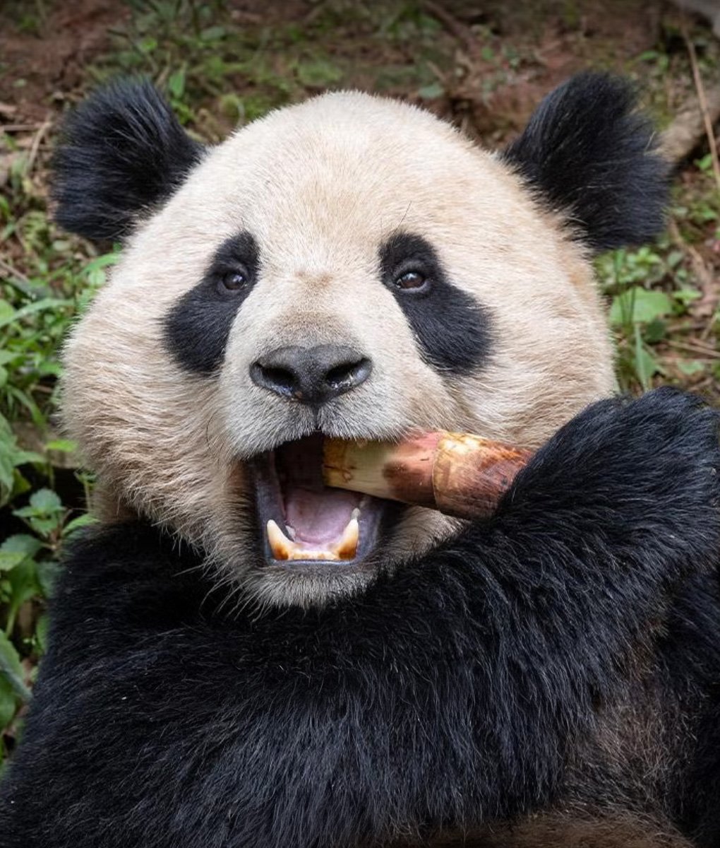Giant panda at San Diego Zoo
