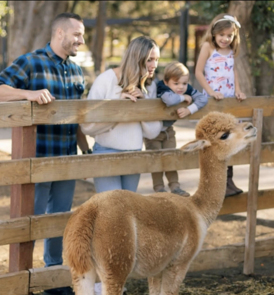 Alpaca at Long Shadow Ranch in Temecula