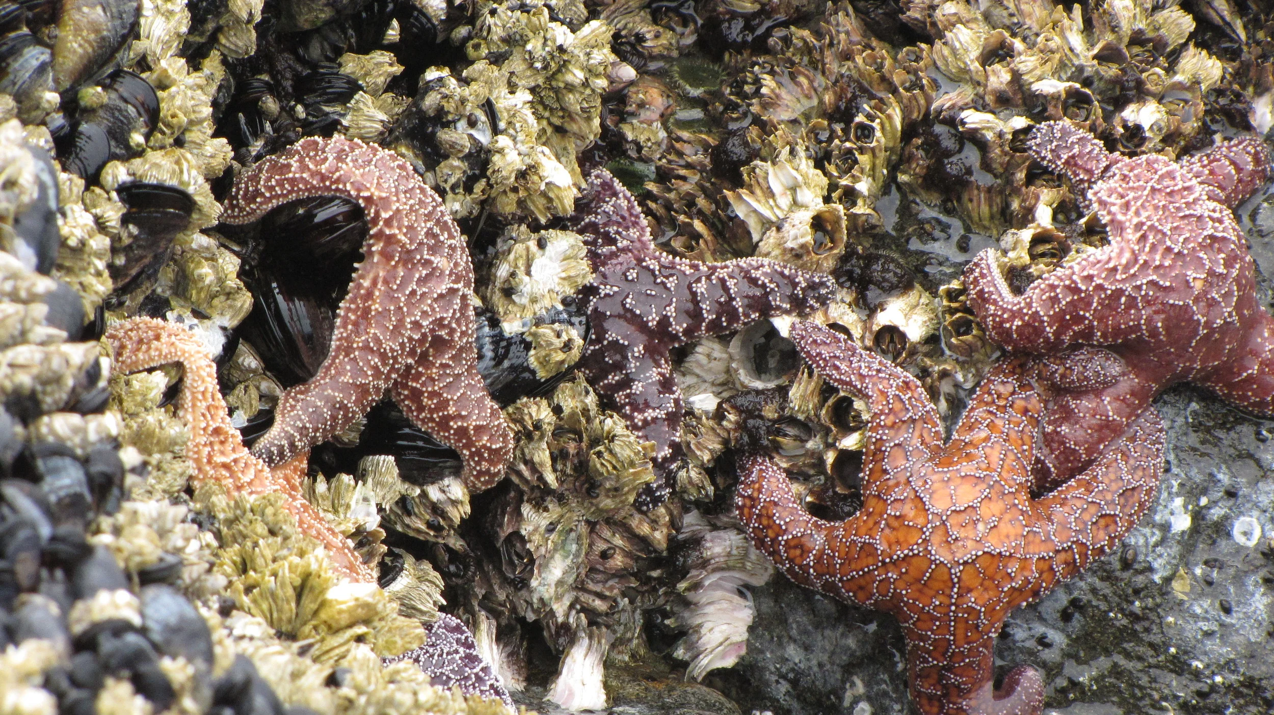 Starfish