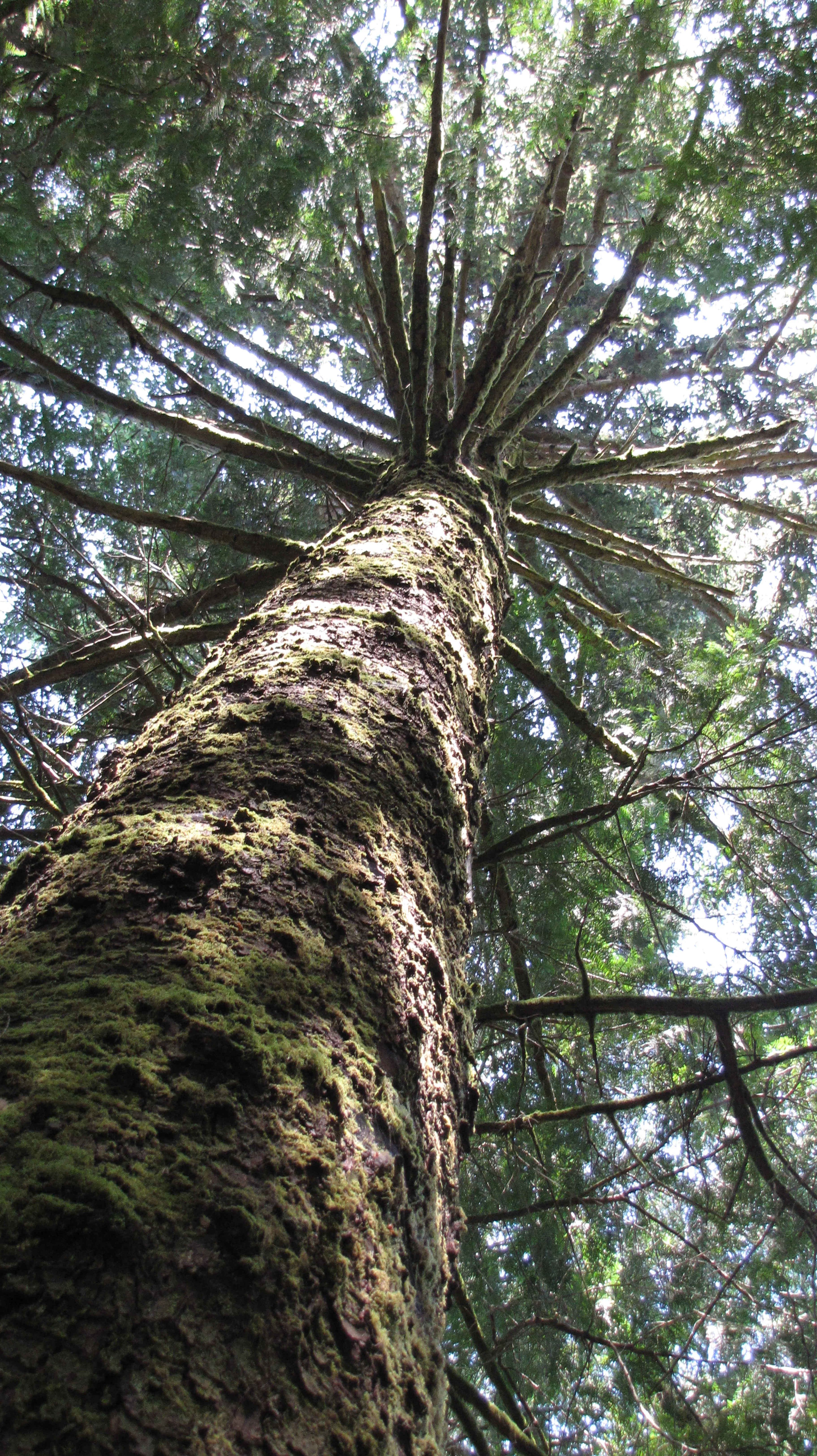 Tillamook Pine Tree 