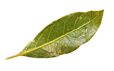 bay leaf 2.jpg