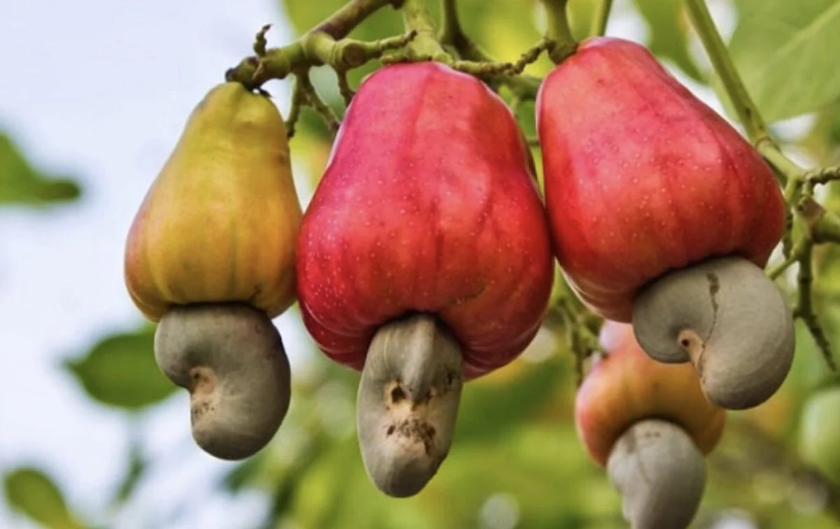 cashews.jpeg