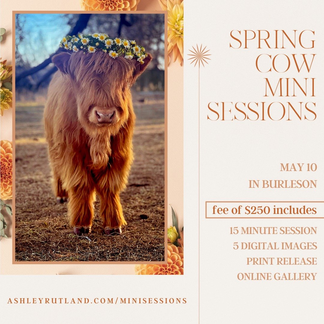 Due to rain, our cow minis keep getting rescheduled! We're now all set (for the 3rd time!) for this Friday, May 10th in the evening! If you've ever wanted an opportunity to snuggle up on a baby cow, now's your chance! 
PM me for special last minute b