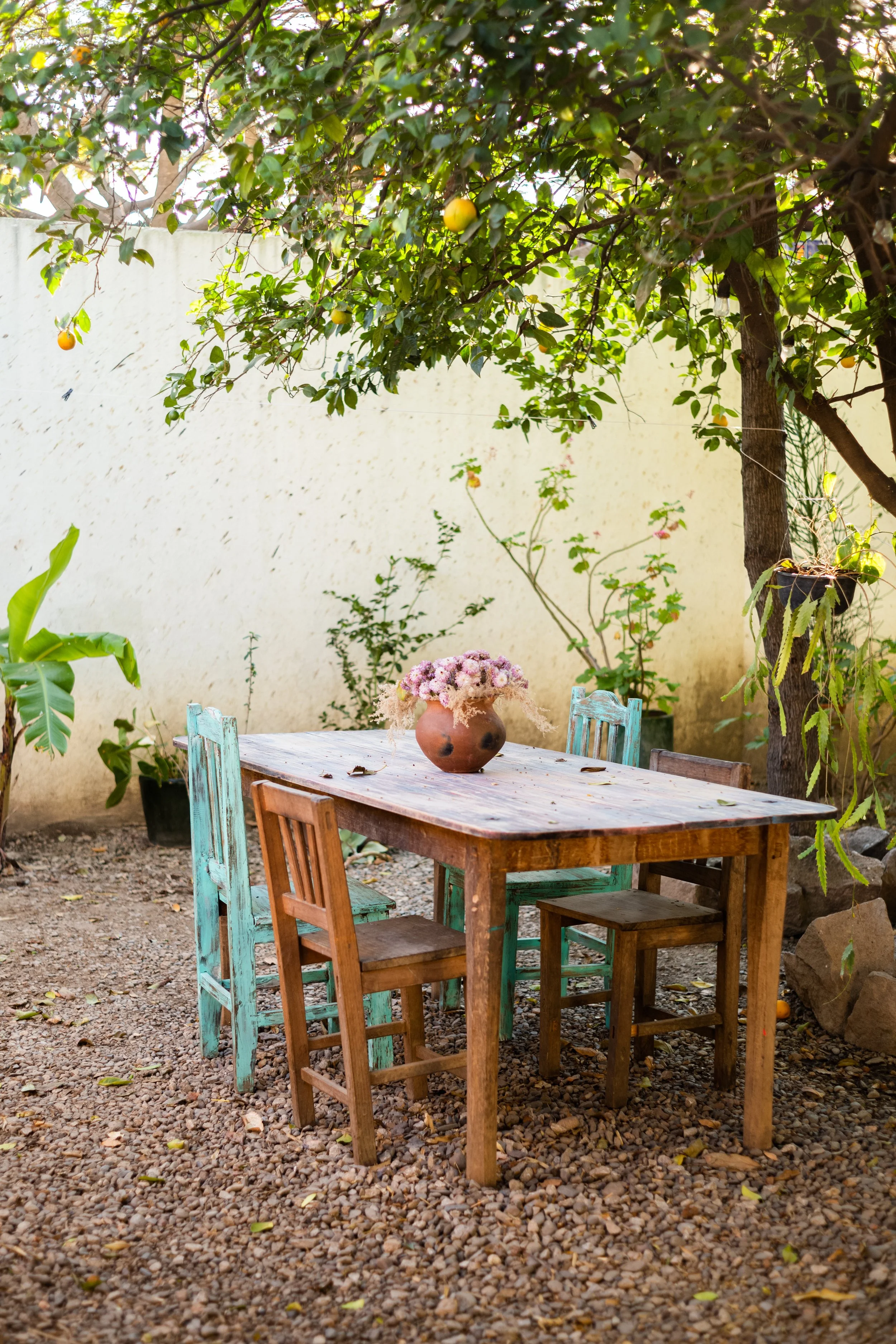 A rustic outdoor dining area with a weathered wooden table and mismatched chairs, a clay vase with pink flowers on top, surrounded by lush green plants and under a large tree with yellow fruit, on a pebbled ground.