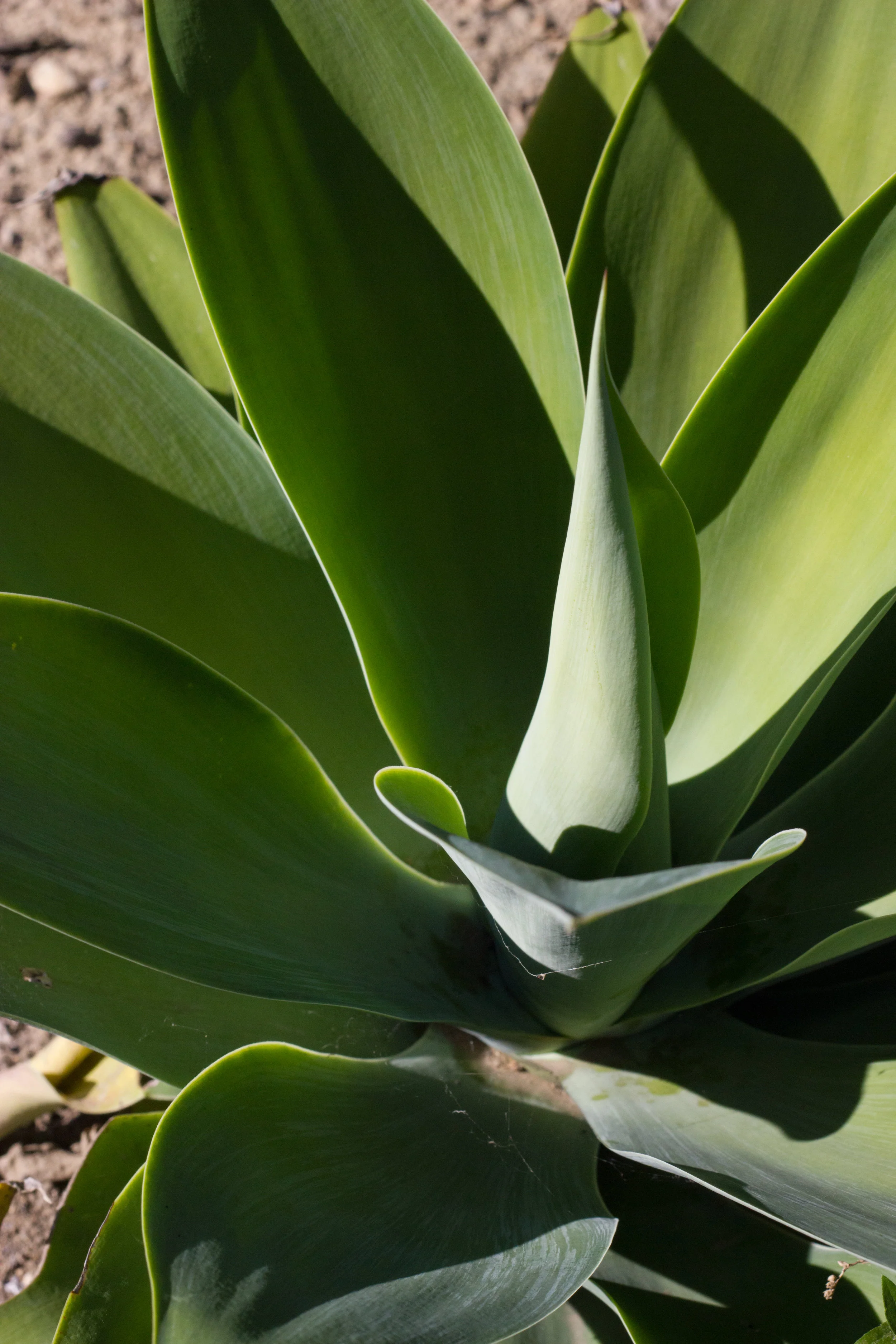 agave shapes by leah pellegrini for thread caravan.jpg