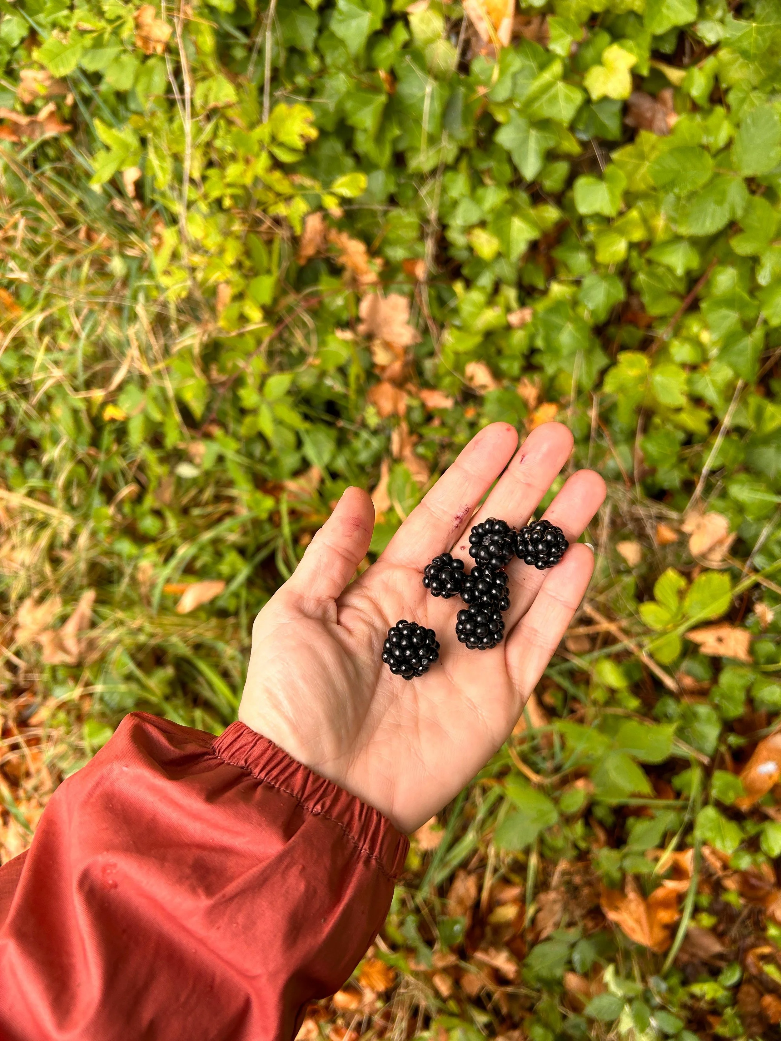 Thread Caravan Scotland fresh foraged blackberries.jpeg