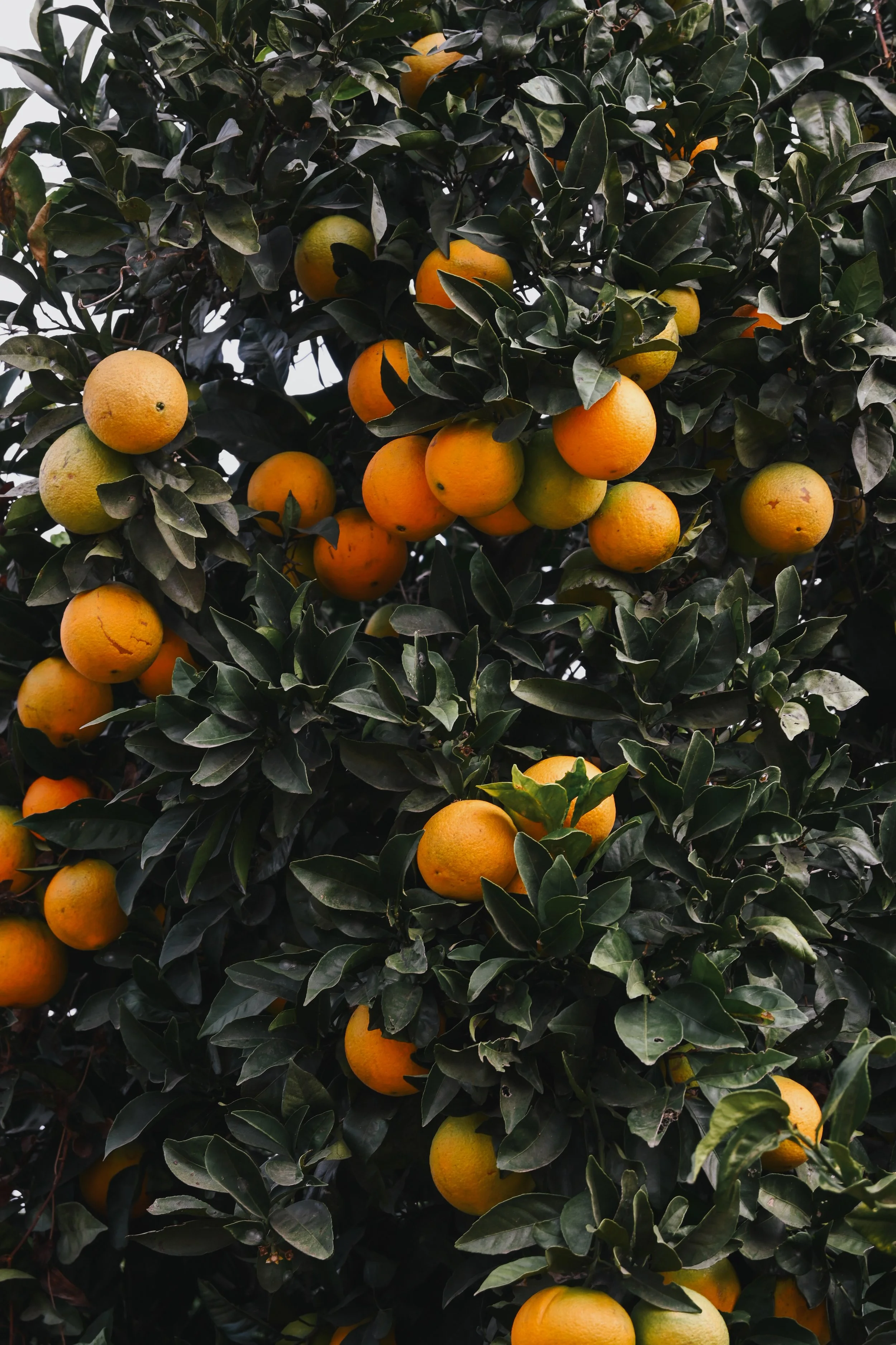 Portugal_Orange_Tree.jpg