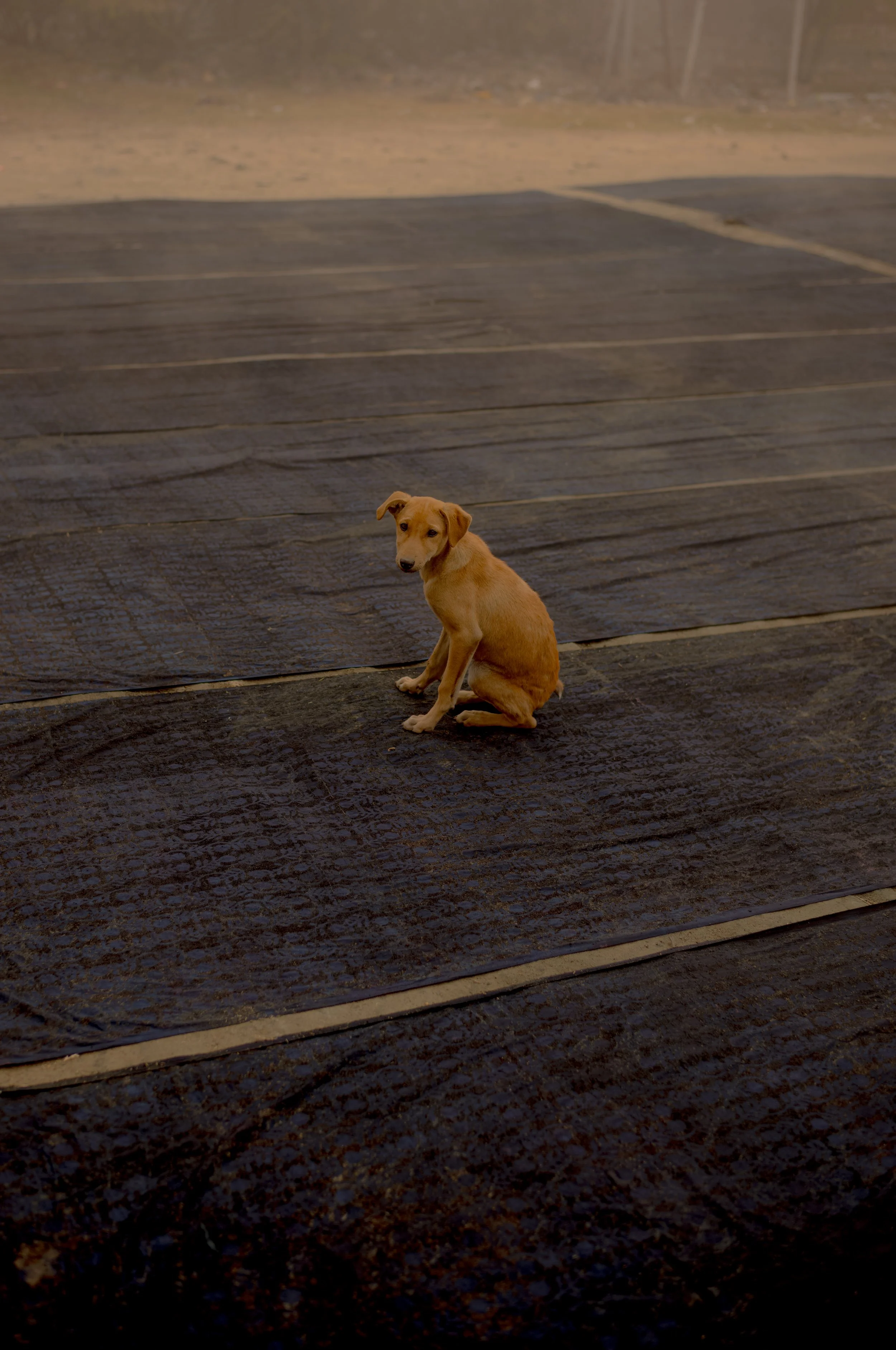 thread caravan jaipur puppy on textiles bagru.jpg