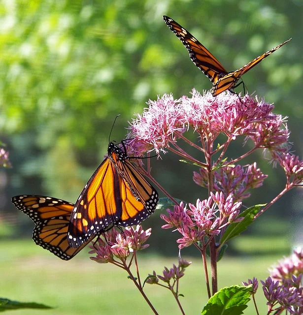 butterfly-18355_640.jpg