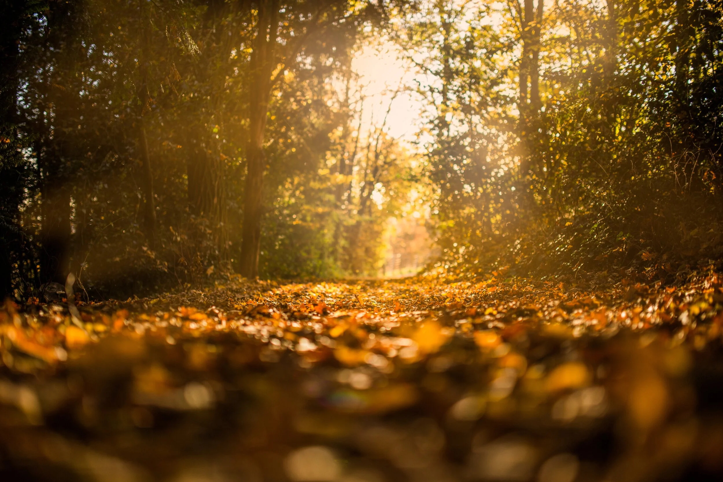 autumn-fall-forest-34001.jpg