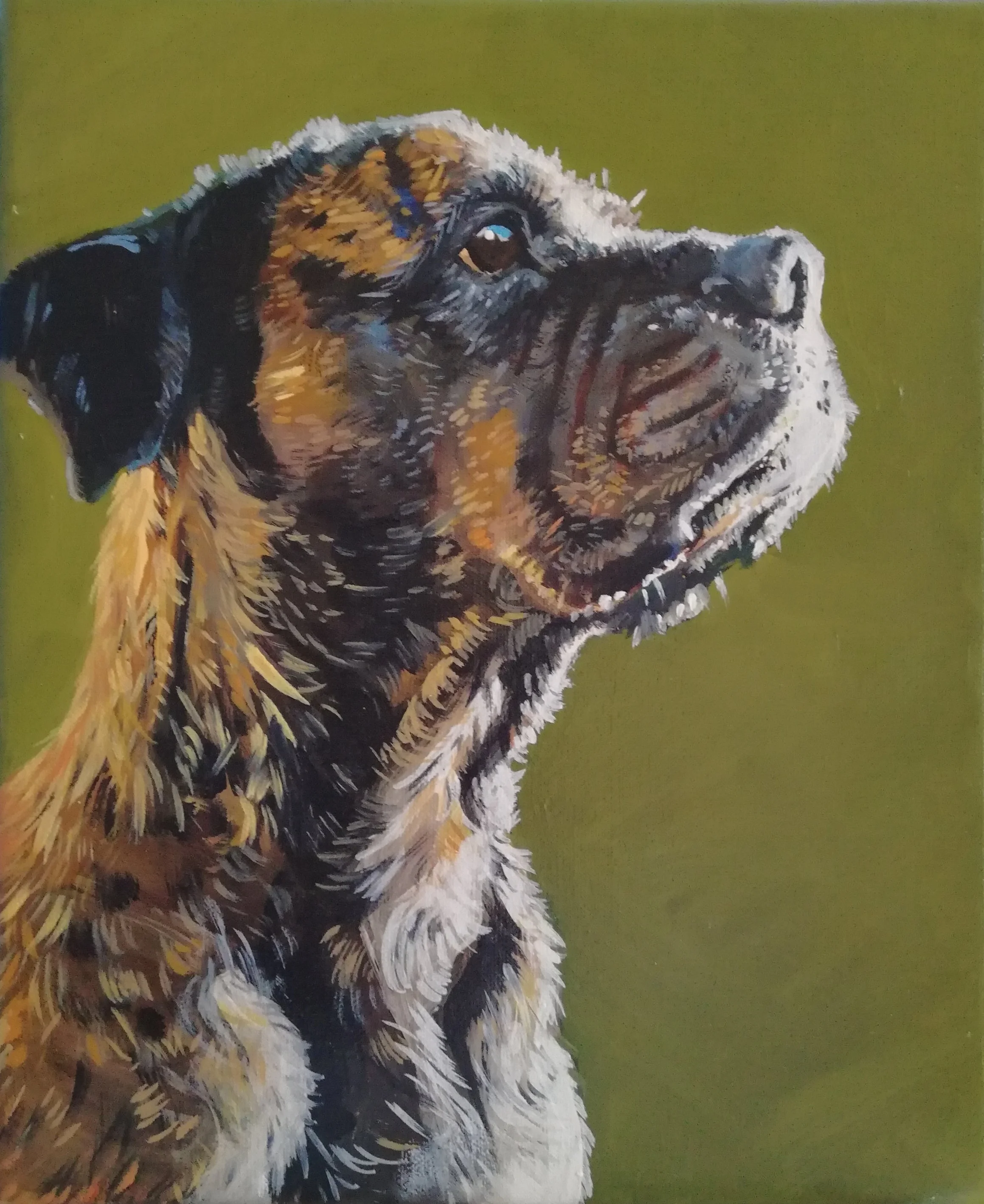 Tiger the Mastiff