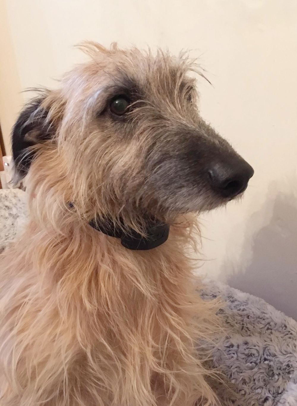 lurcher_photo.jpeg