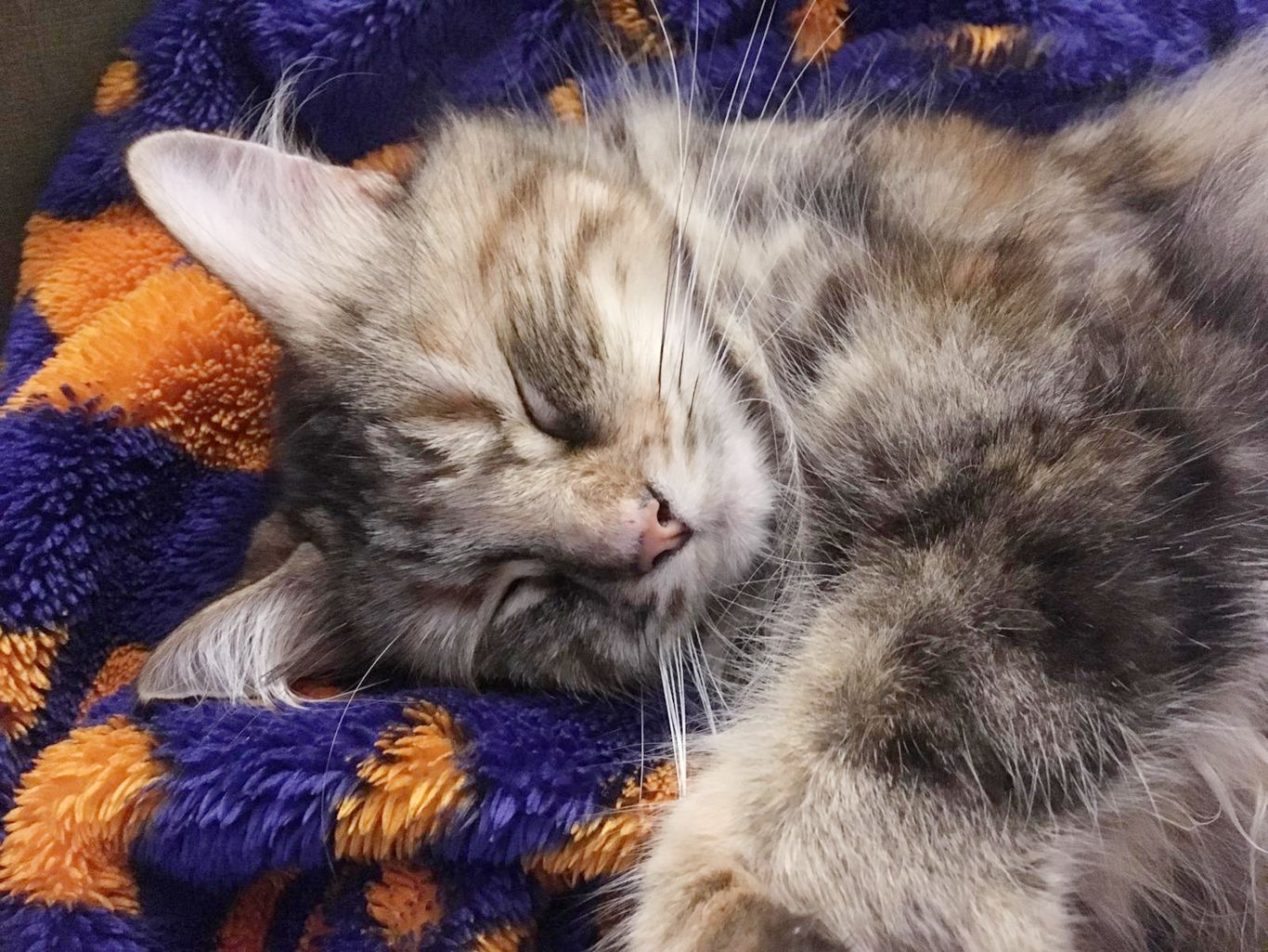 sleeping_cat_photo.jpeg