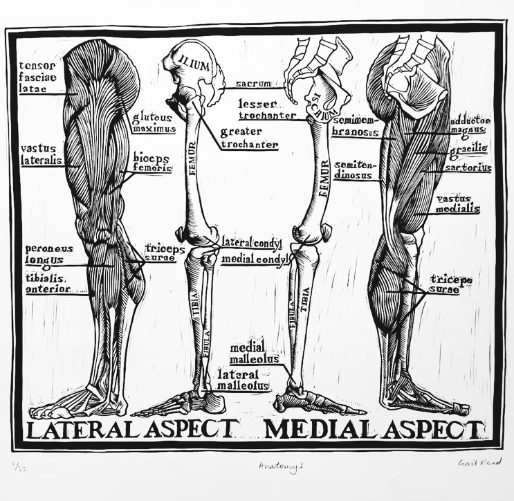 Anatomy II