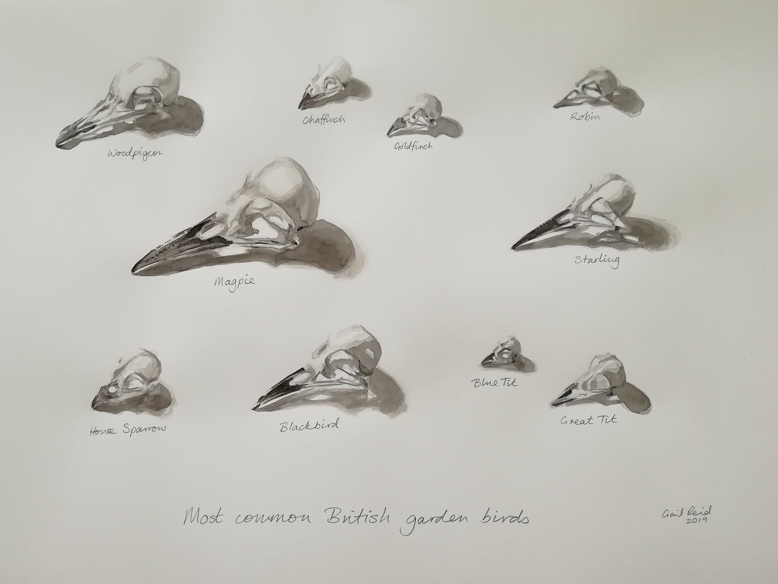 Portrait of a collection of bird skulls