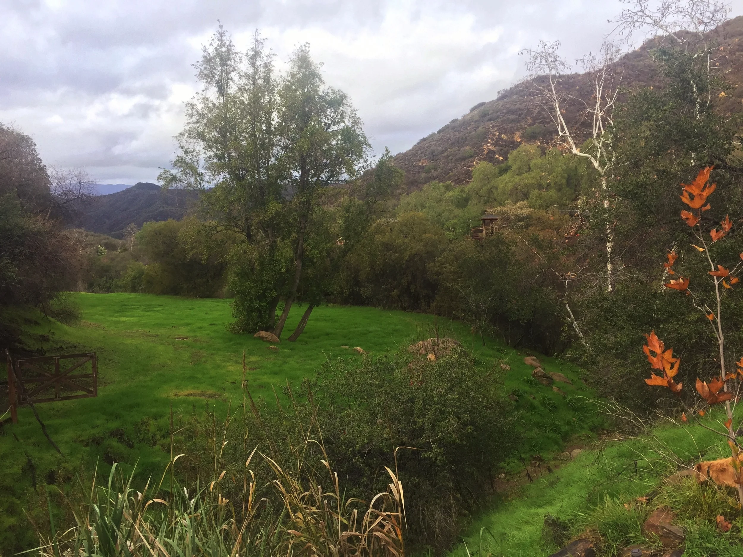 Meadow (Winter/Spring)