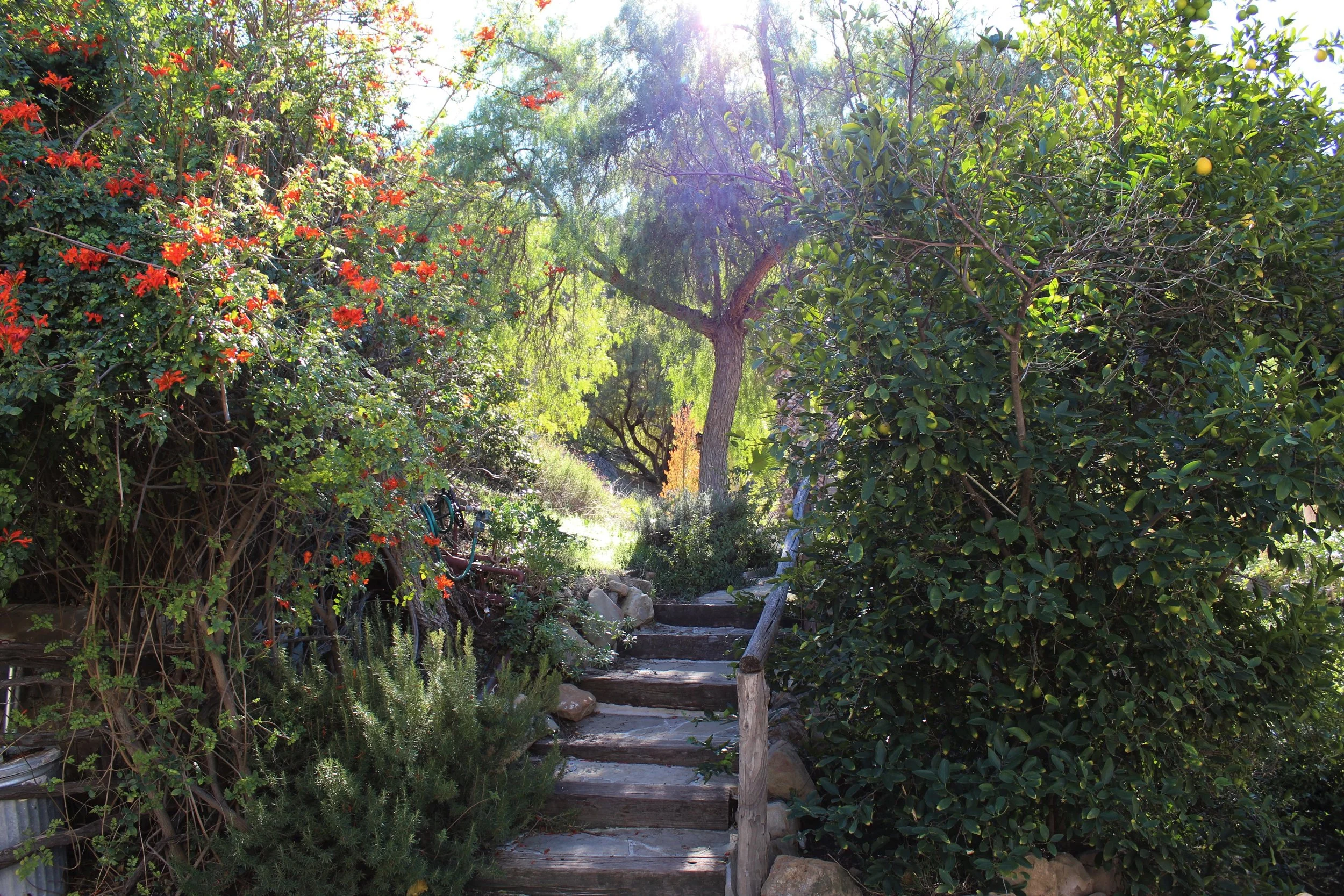 Pool Walkway (Spring, 2019)