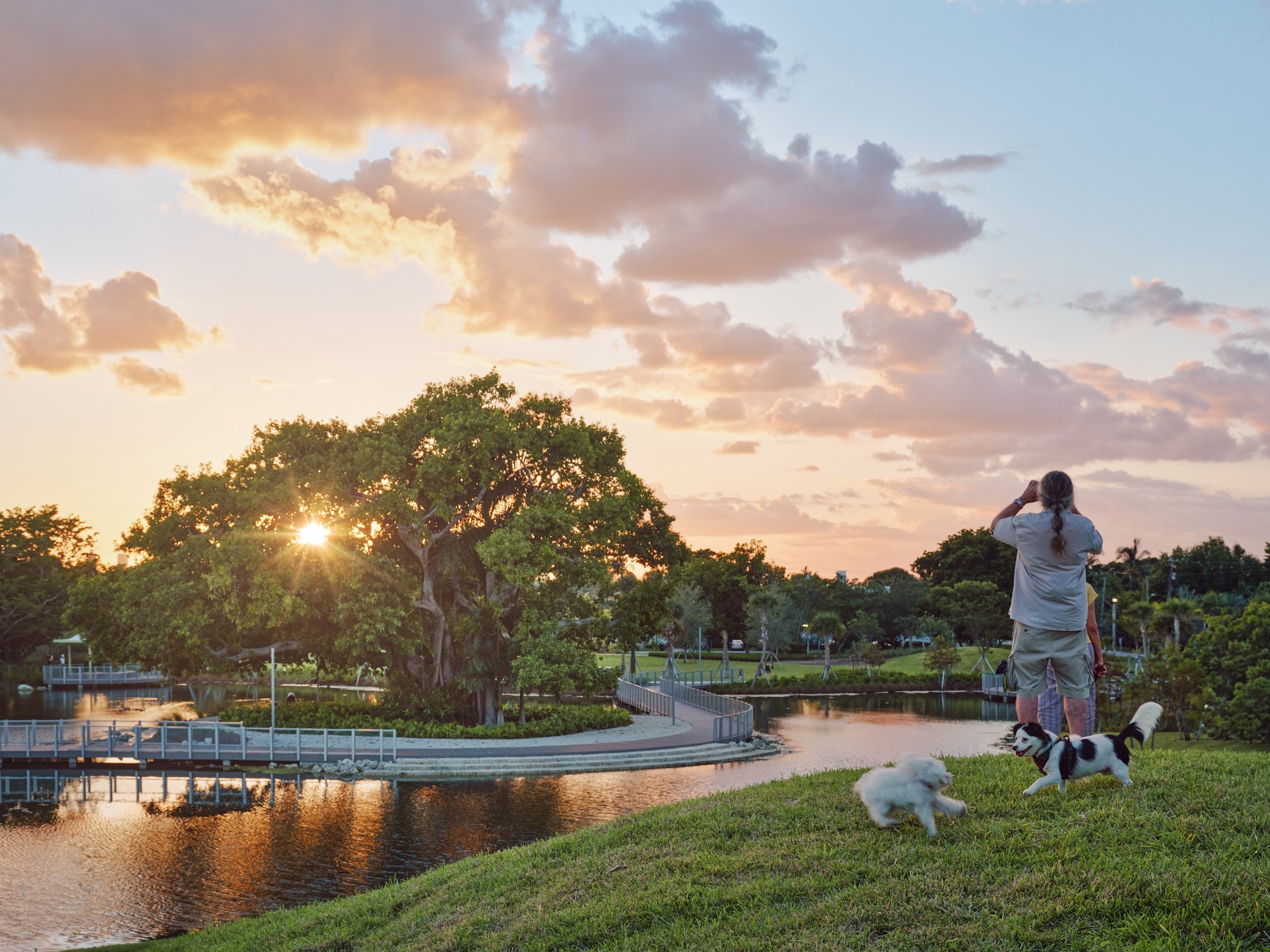 Landscape Architectural photo of a Man and his two dogs perched on the hill at Bayshore Park in Miami Beach. The admire the centrally placed Banyan tree and waterfront in the distance at sunset. Captured by Miami & Los Angeles-based architectural pho