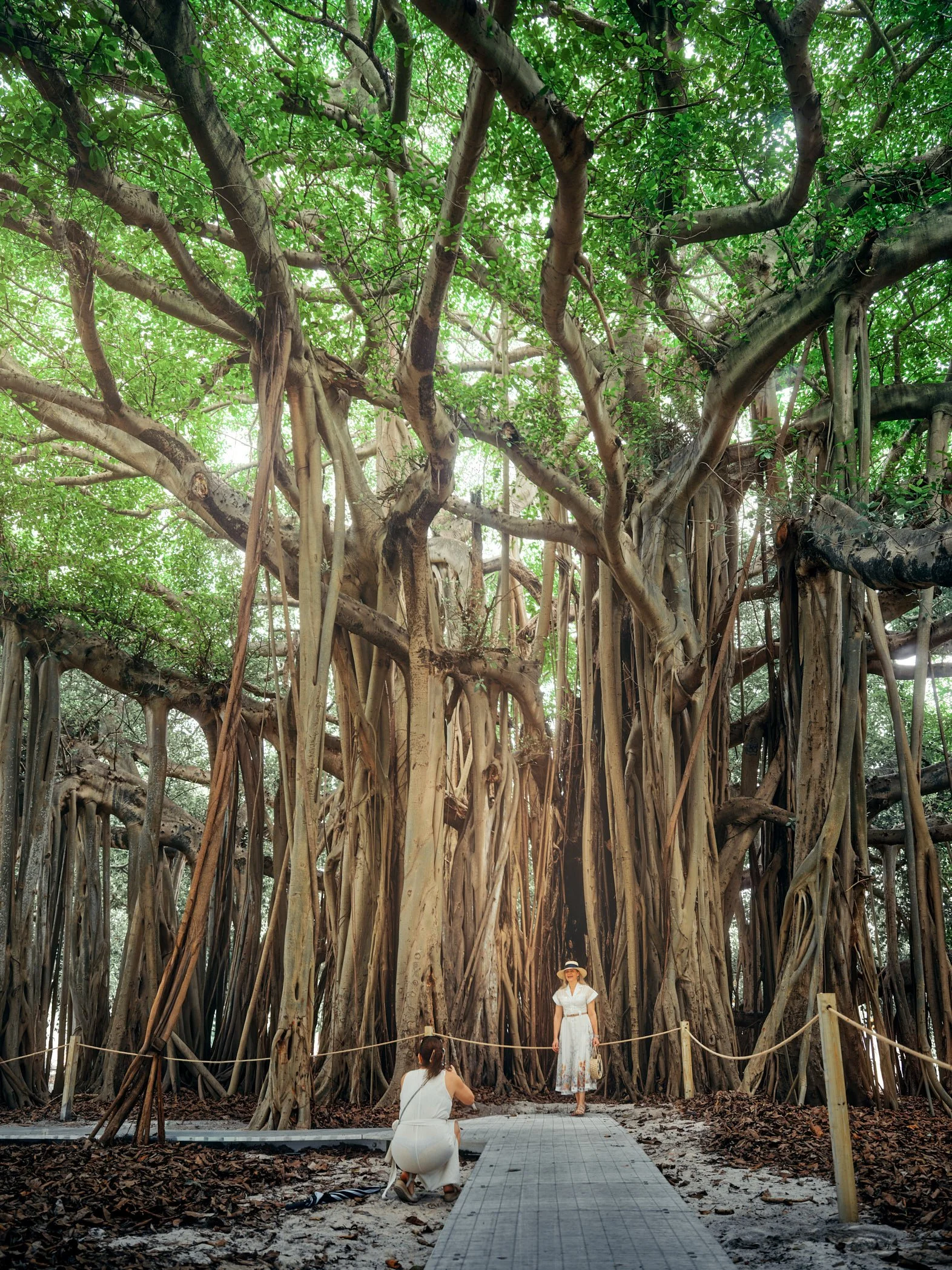 Architectural photograph of the ancient banyan tree at Bayshore Parkin Miami Beach with two women captured beneath its vast aerial root system illustrating the monumental scale. Captured by Miami architectural photographer Christian Santiago