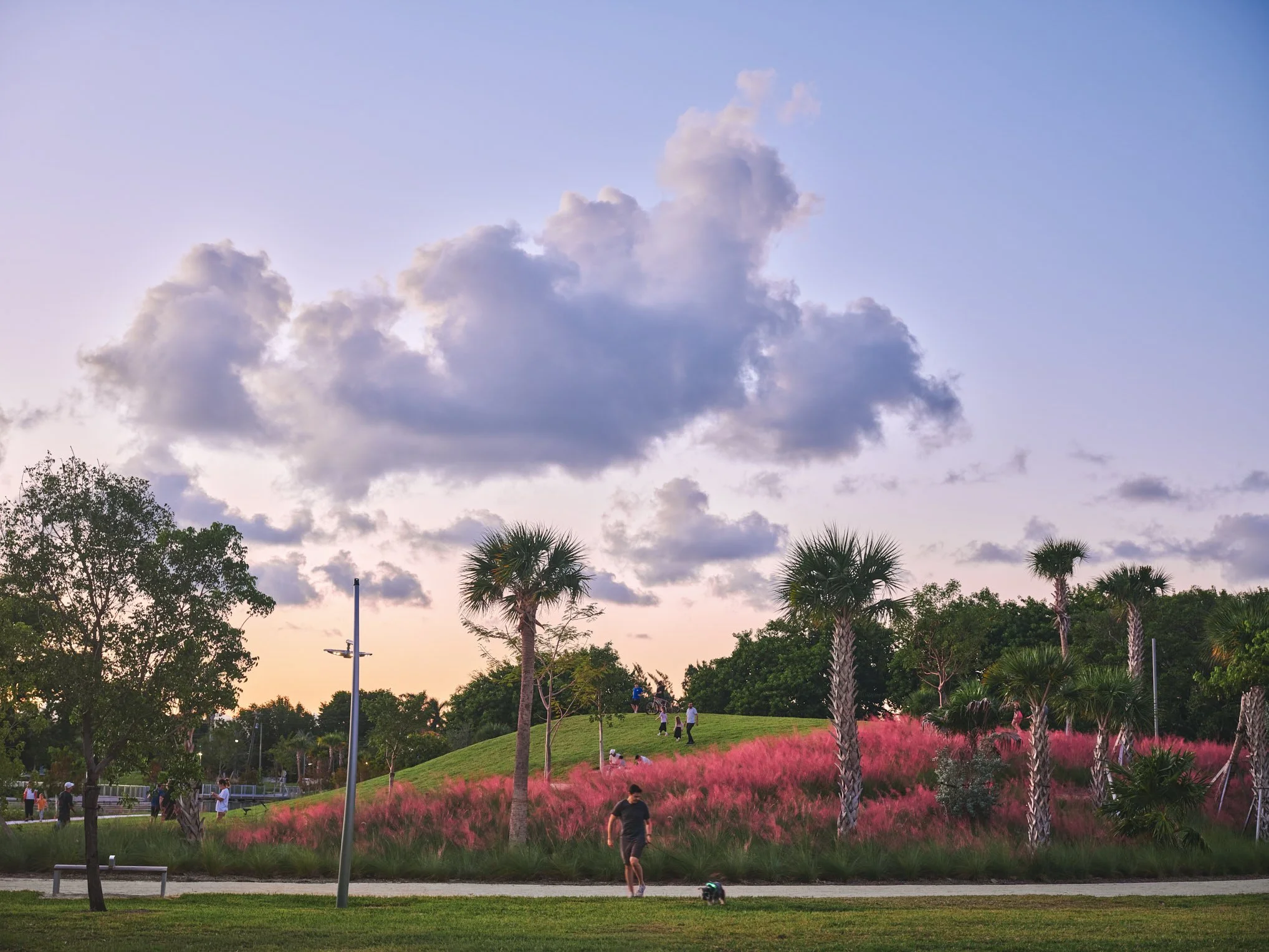 Architectural photograph of visitors walking through pink ornamental grass plantings at Bayshore Park in Miami Beach, showing the layered landscape architecture and sculpted terrain of the public park at sunset. Captured by Miami and Los Angeles-base