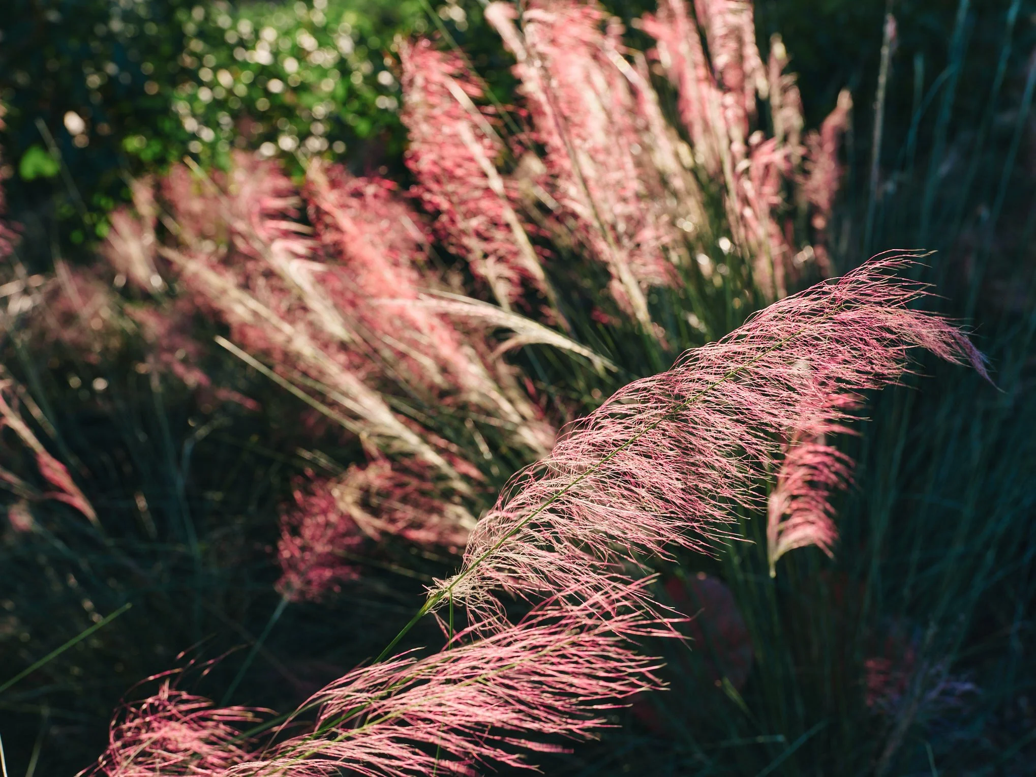 Architectural photograph of pink ornamental grasses catching late afternoon light at Bayshore Park in Miami Beach, highlighting the planting design and layered tropical landscape architecture of the urban park. Captured by Miami and Los Angeles-based