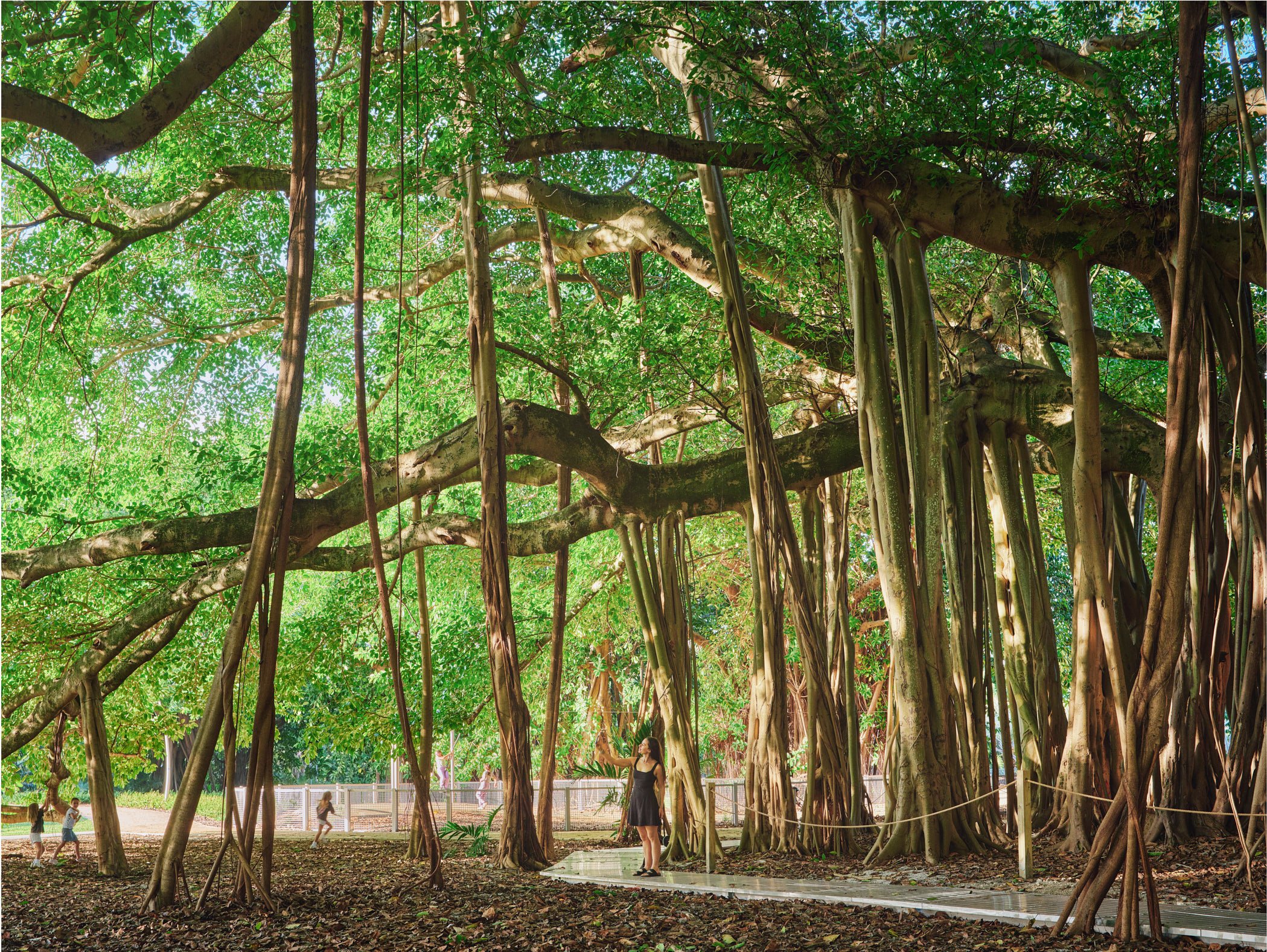 Architectural photograph of the massive banyan tree canopy at Bayshore Park in Miami Beach. A lone woman adds scale to the scene. Captured by Miami Architectural Photographer Christian Santiago