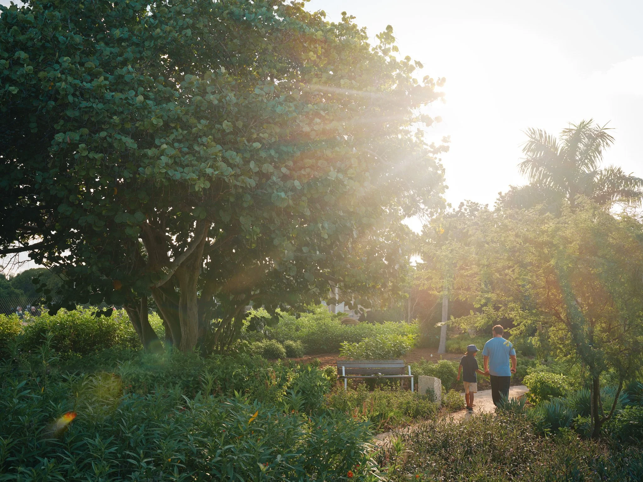 Architectural photograph of a father and child walking hand-in-hand along a garden path at golden hour in Bayshore Park, Miami Beach, Florida, surrounded by lush native plantings and subtropical trees with warm sunlight breaking through the canopy — 