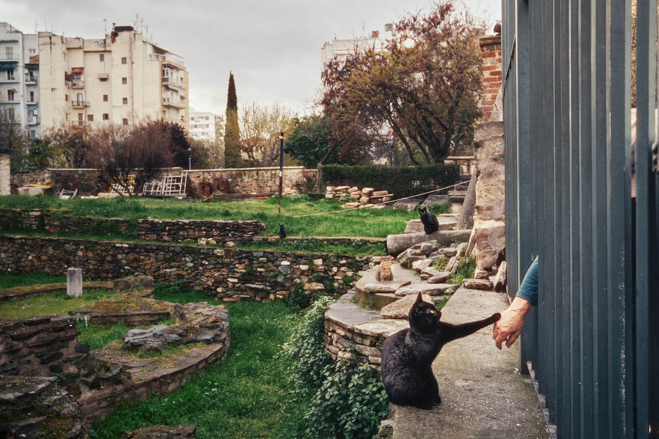 Street photograph of a black cat reaching out to touch a person’s hand through a fence in the ancient ruins of Thessaloniki, Greece. Other cats rest among the historic stone walls and greenery, with urban apartment buildings in the background. Captur