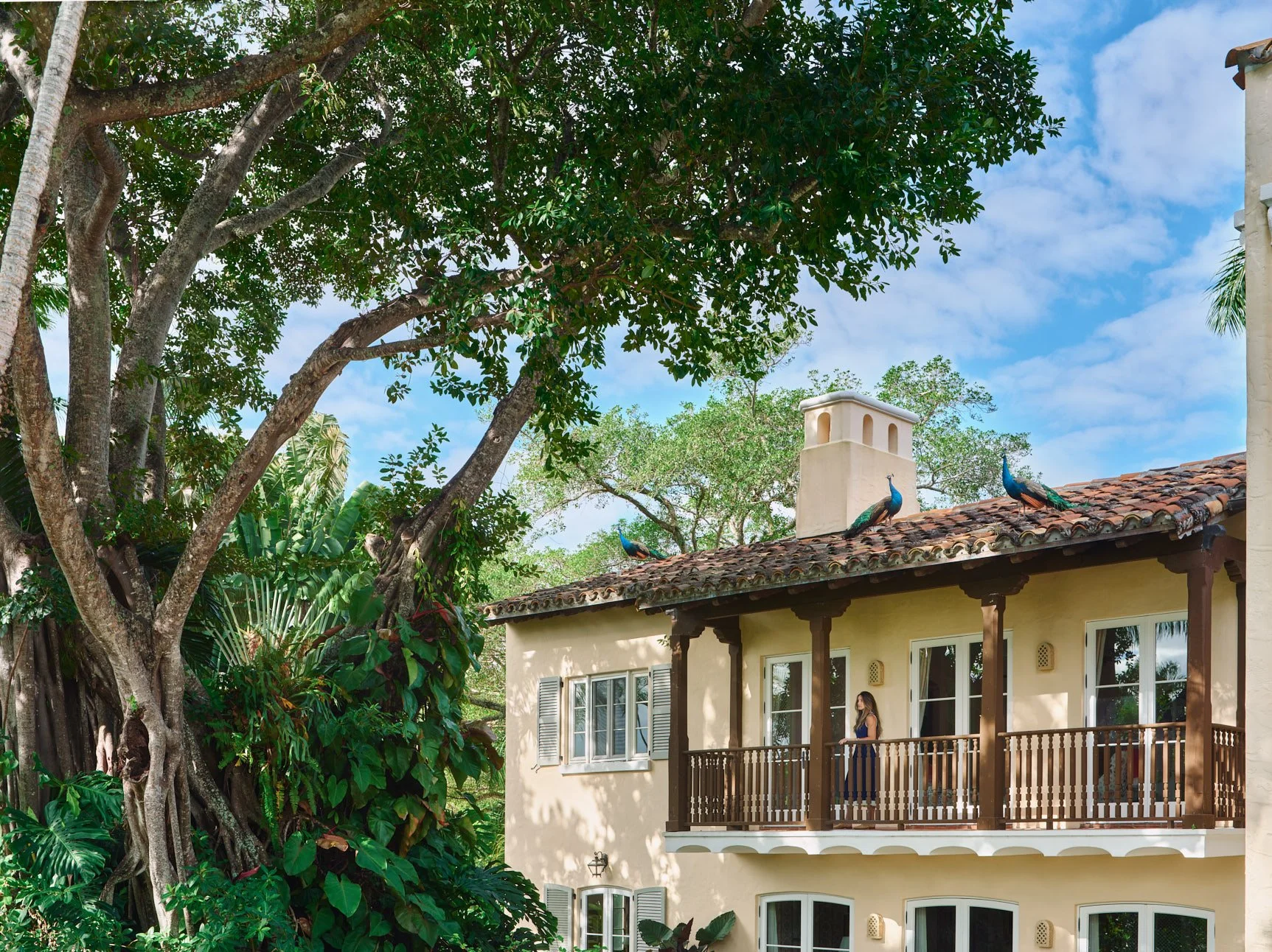 Architectural photograph of a Mediterranean Revival Villa designed by Miami architect Walter De Garmo in Coconut Grove. The image features a large banyon tree framing a wooden balcony as a flock of colorful peacocks walks on the terracotta roof tile