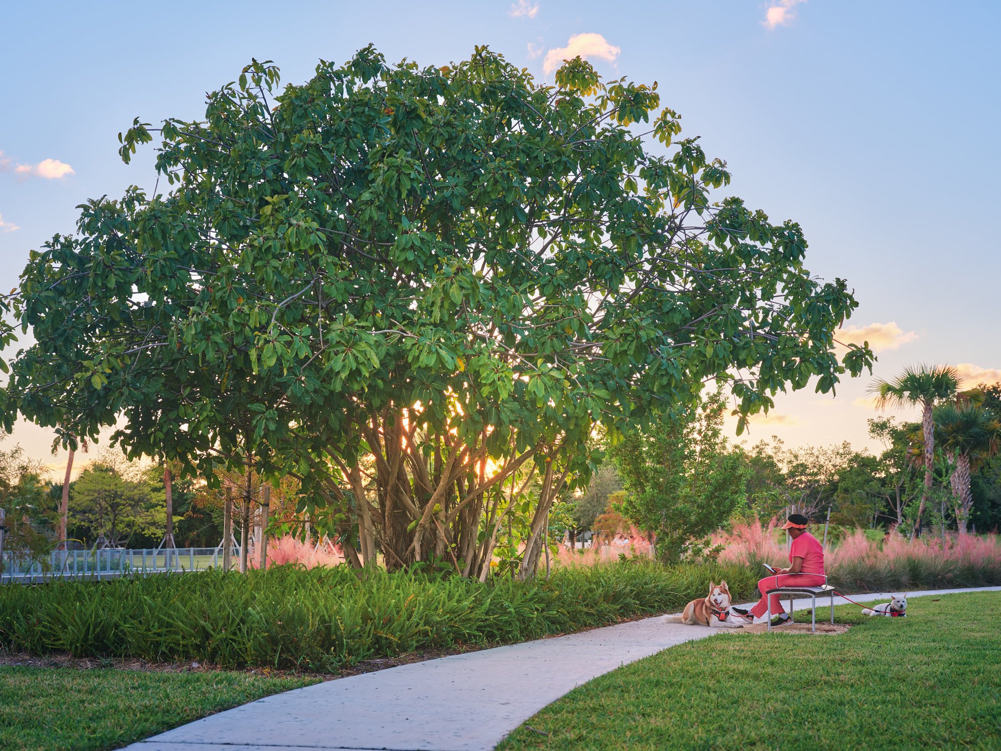 Architectural photograph of a visitor resting with dogs beneath a large shade tree at Bayshore Park in Miami Beach, illustrating the park’s landscape architecture and the role of urban green space as a gathering place within the city. Captured by Mia
