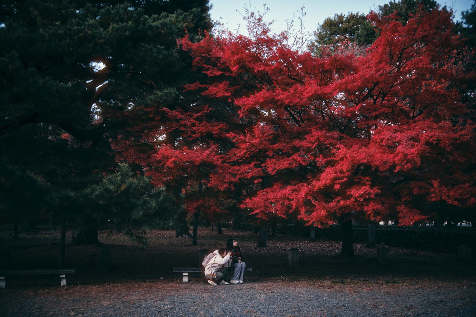 Miami-los-angeles-travel-architectural-parks-phtoographer-Kyoto-Gyoen-National-Garden-Japan.jpg