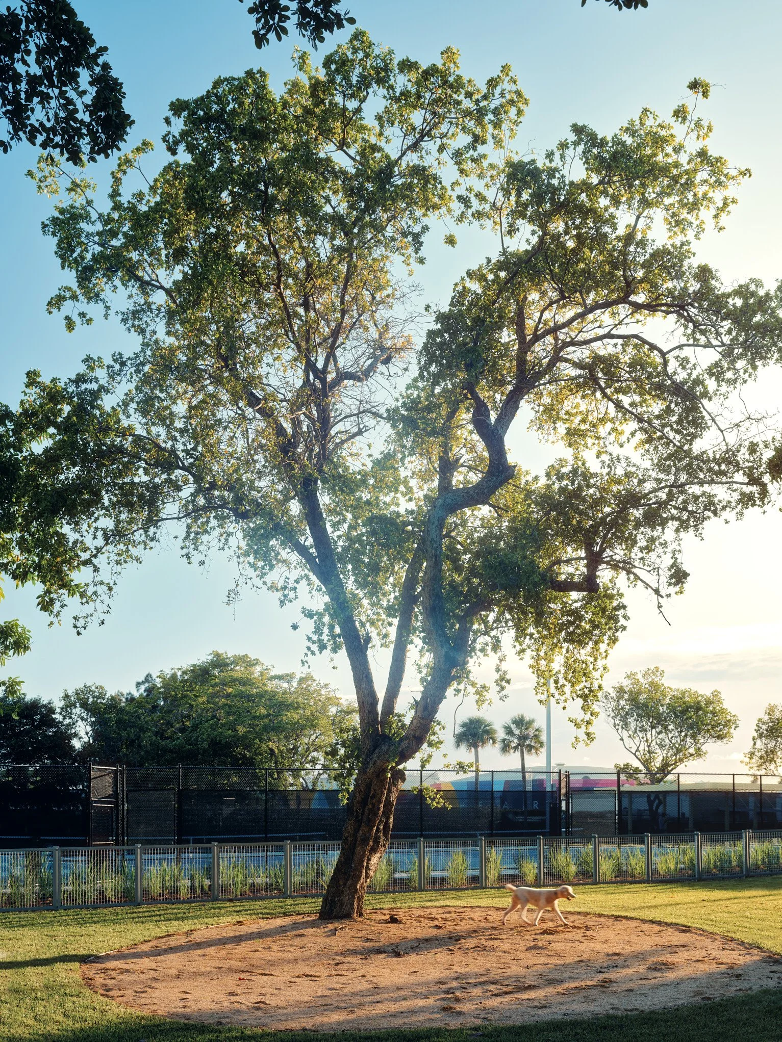 Architectural photograph of a dog running beneath a sculptural shade tree in the dog park at Bayshore Park in Miami Beach, illustrating the park’s recreational spaces and carefully integrated landscape design. Captured by Miami and Los Angeles-based 