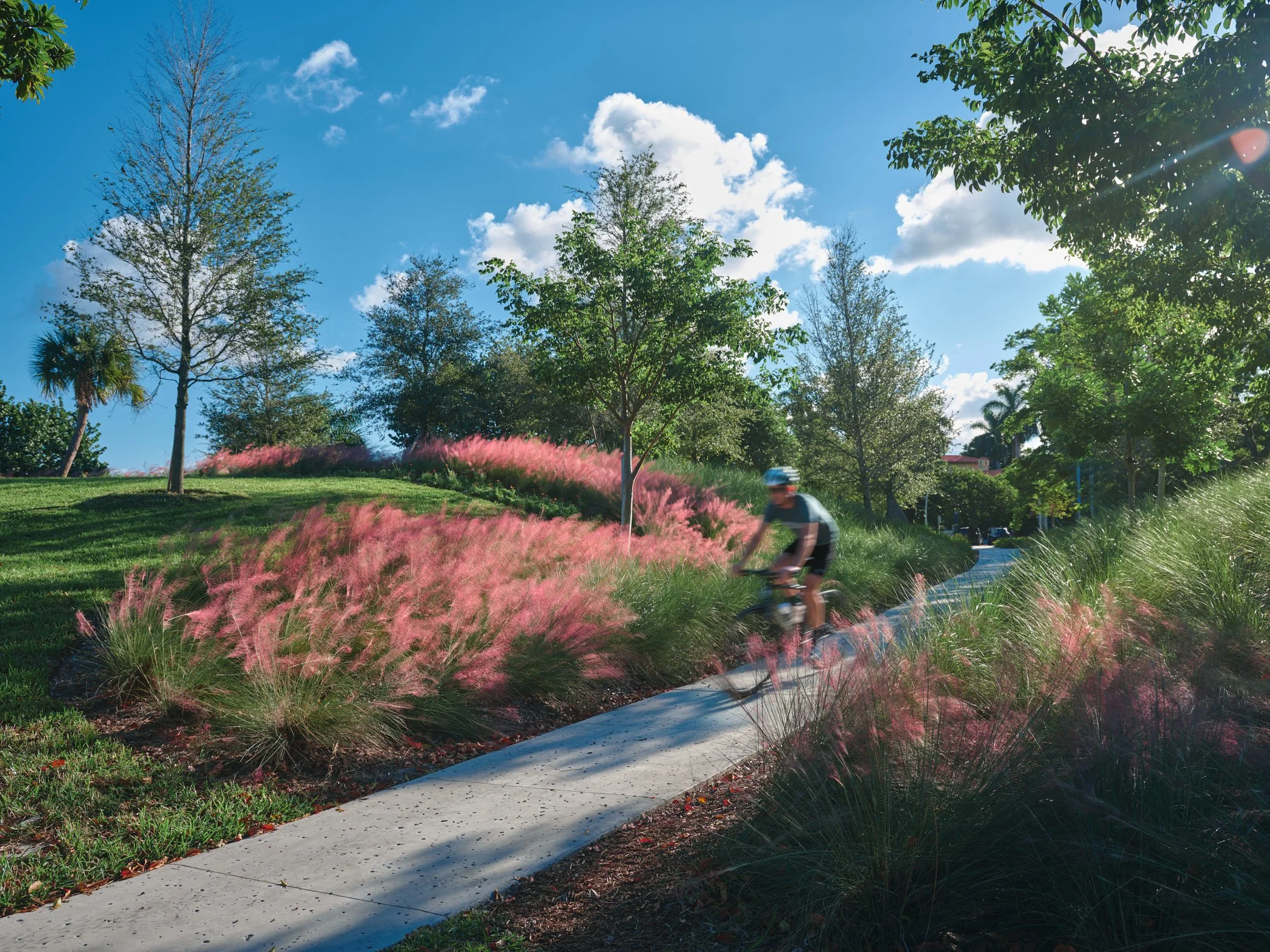 Architectural photograph of a cyclist riding along a pedestrian path lined with pink muhly grass in Bayshore Park in Miami Beach, showcasing the park’s landscaped circulation routes and ornamental planting design. Captured by Miami and Los Angeles-ba