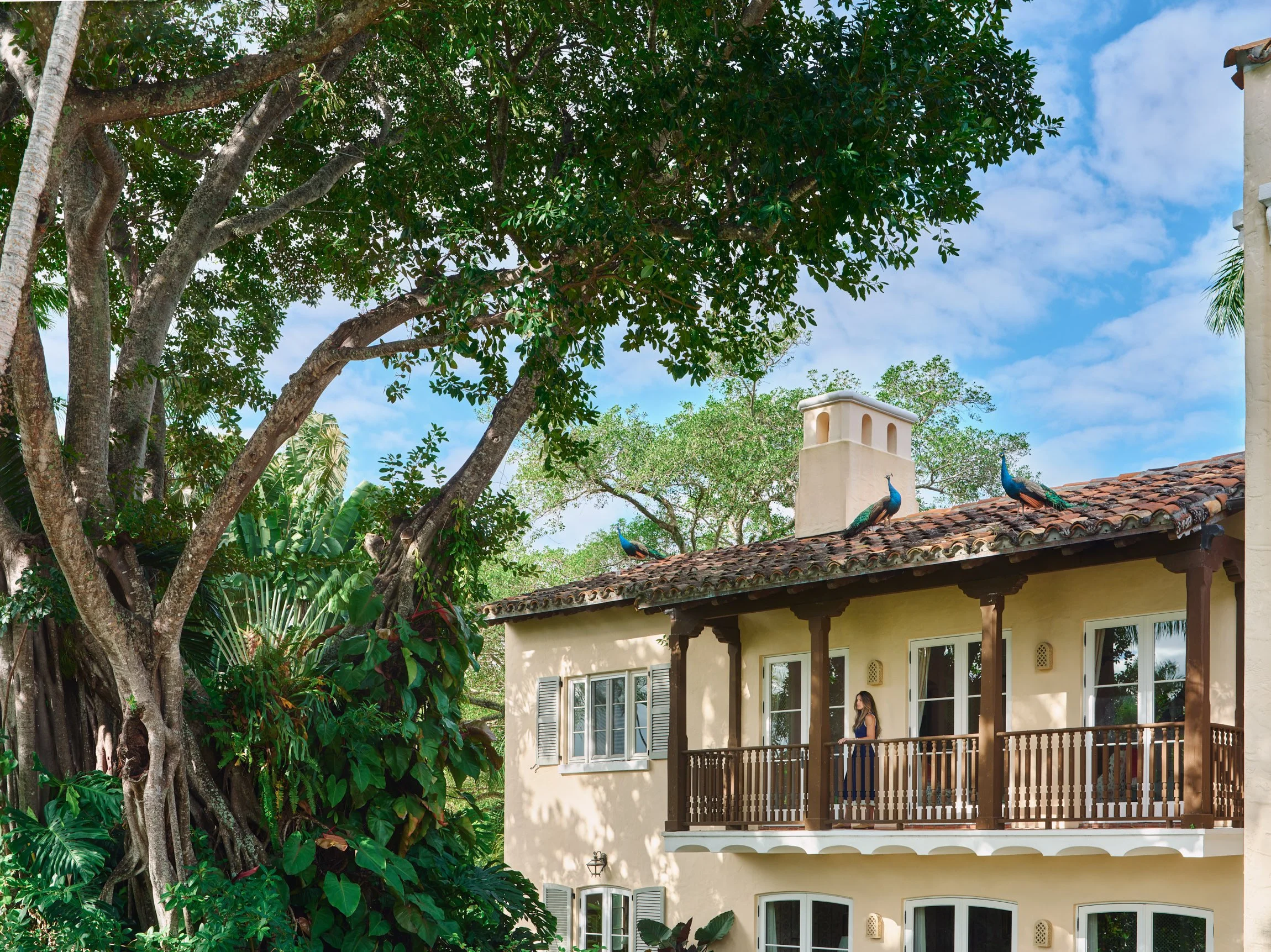 Architectural photograph of Villa Serenita’s upper balcony framed by a mature banyan tree, with three peacocks perched on the terracotta roof. Mediterranean Revival estate in Coconut Grove, Miami designed by architect Walter De Garmo. Captured by Mia