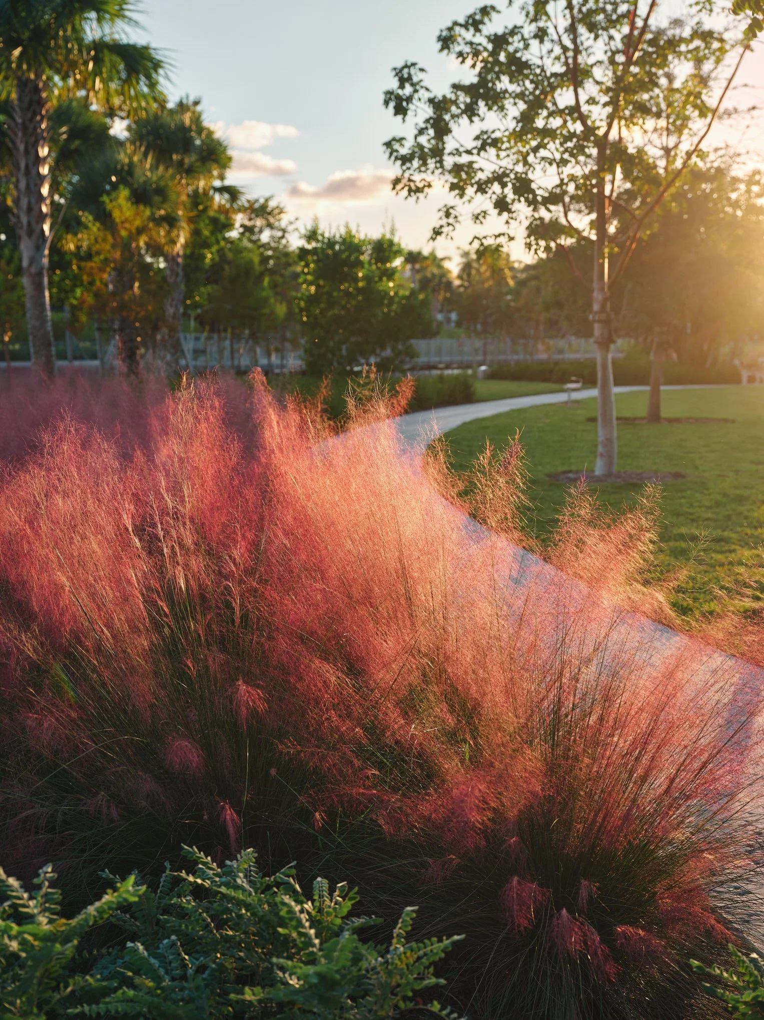 Architectural photograph of pink muhly grass lining a curving pedestrian path in Bayshore Park in Miami Beach, highlighting the park’s planting palette and landscaped circulation routes. Captured by Miami and Los Angeles-based architectural and trave