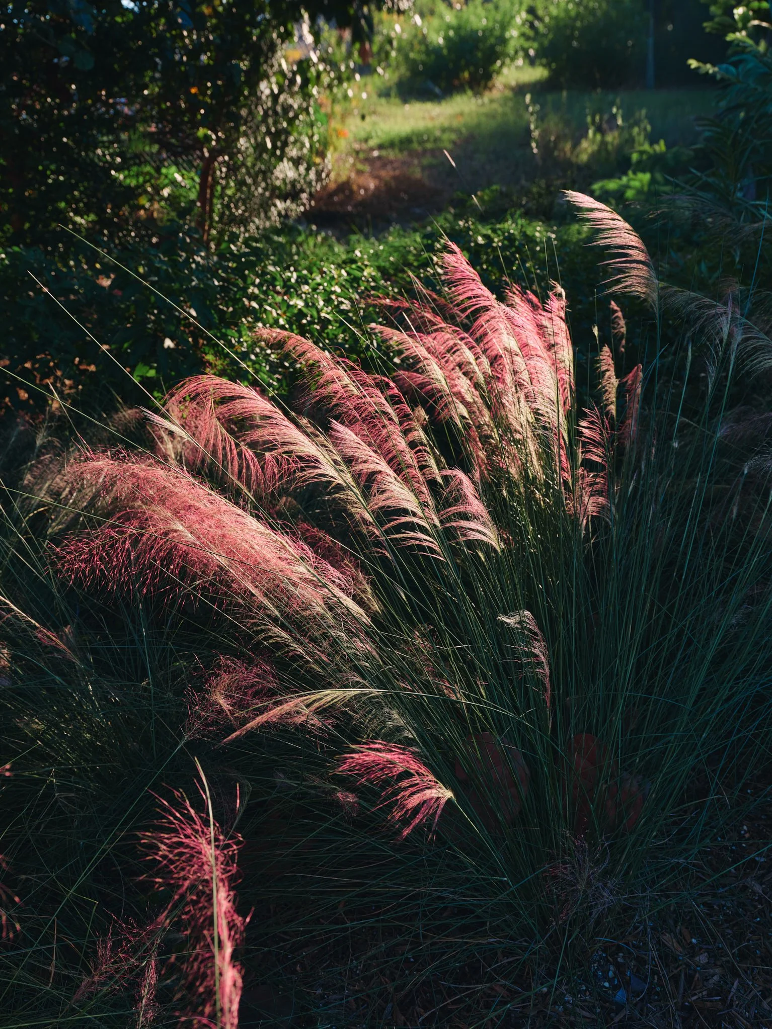 Architectural photograph of pink muhly grass illuminated by late afternoon light in Bayshore Park in Miami Beach, showcasing the ornamental planting design and seasonal texture within the park’s restored landscape. Captured by Miami and Los Angeles-b