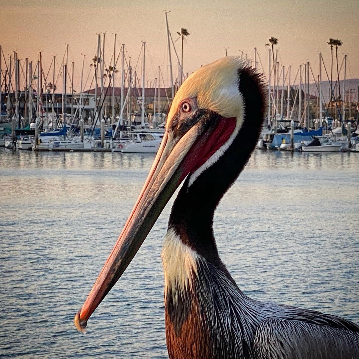 Friendly pelican in oceanside harbor