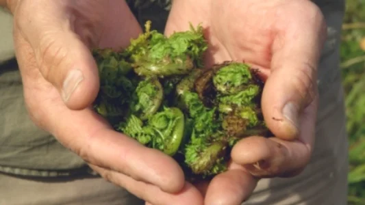 Ostrich Fern Fiddleheads, Matteuccia struthiopteris