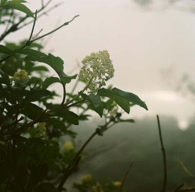 photo credit: Halley Roberts