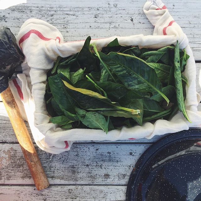 Wilted indigo leaves revived with an ice water bath and left in the fridge in a cloth in a Tupperware. Ready for an experiment pounding it into fabric.
