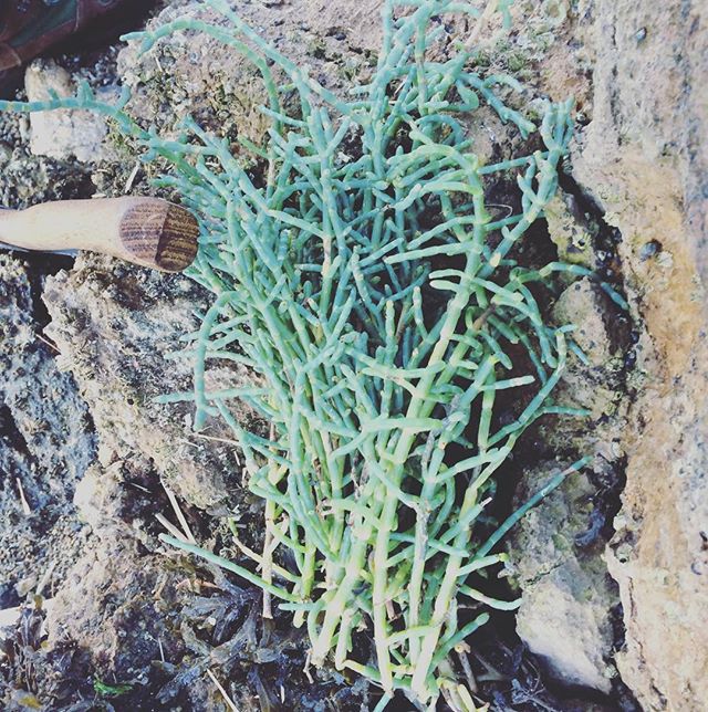 Sea beans! These babies got tossed into a beachside clambake yesterday with fresh foraged western littlenecks, lemons, garlic and parsley. @xoxoscar @intotheoceanwego @foodexit