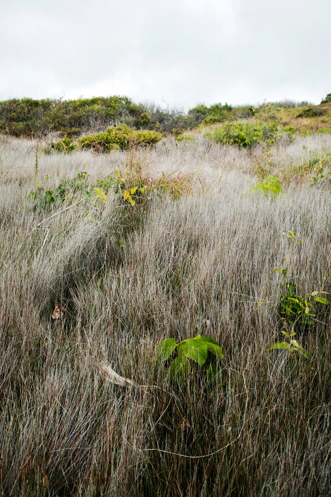 Coastal Track Hillside - Photographic Print