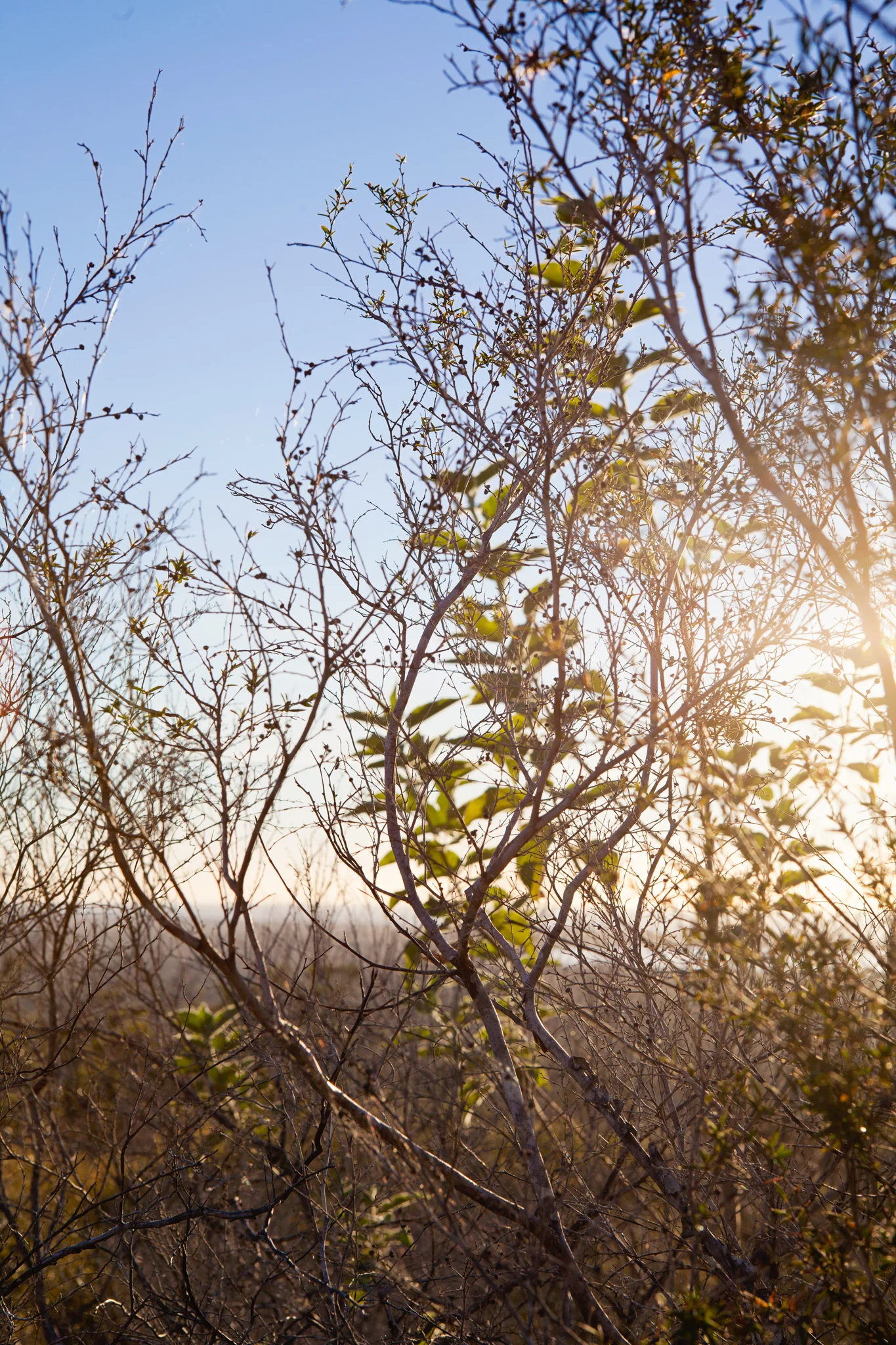 Summit Light - Photographic Print, Nature Print, Photographic Wall Art, Soft Light Print, Nature Wall Art, Noosa, Australia
