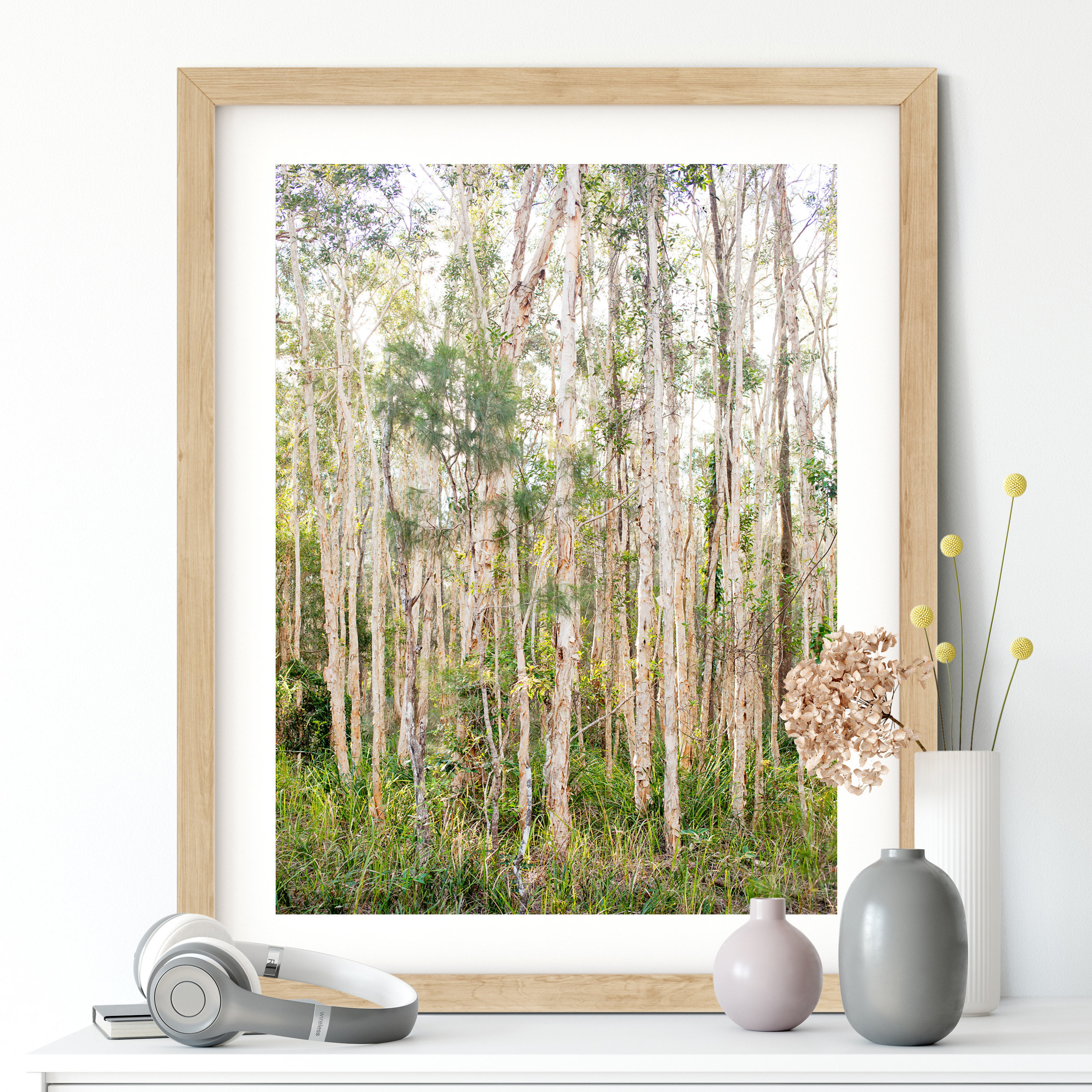 Paperbark Forest - Photographic Print