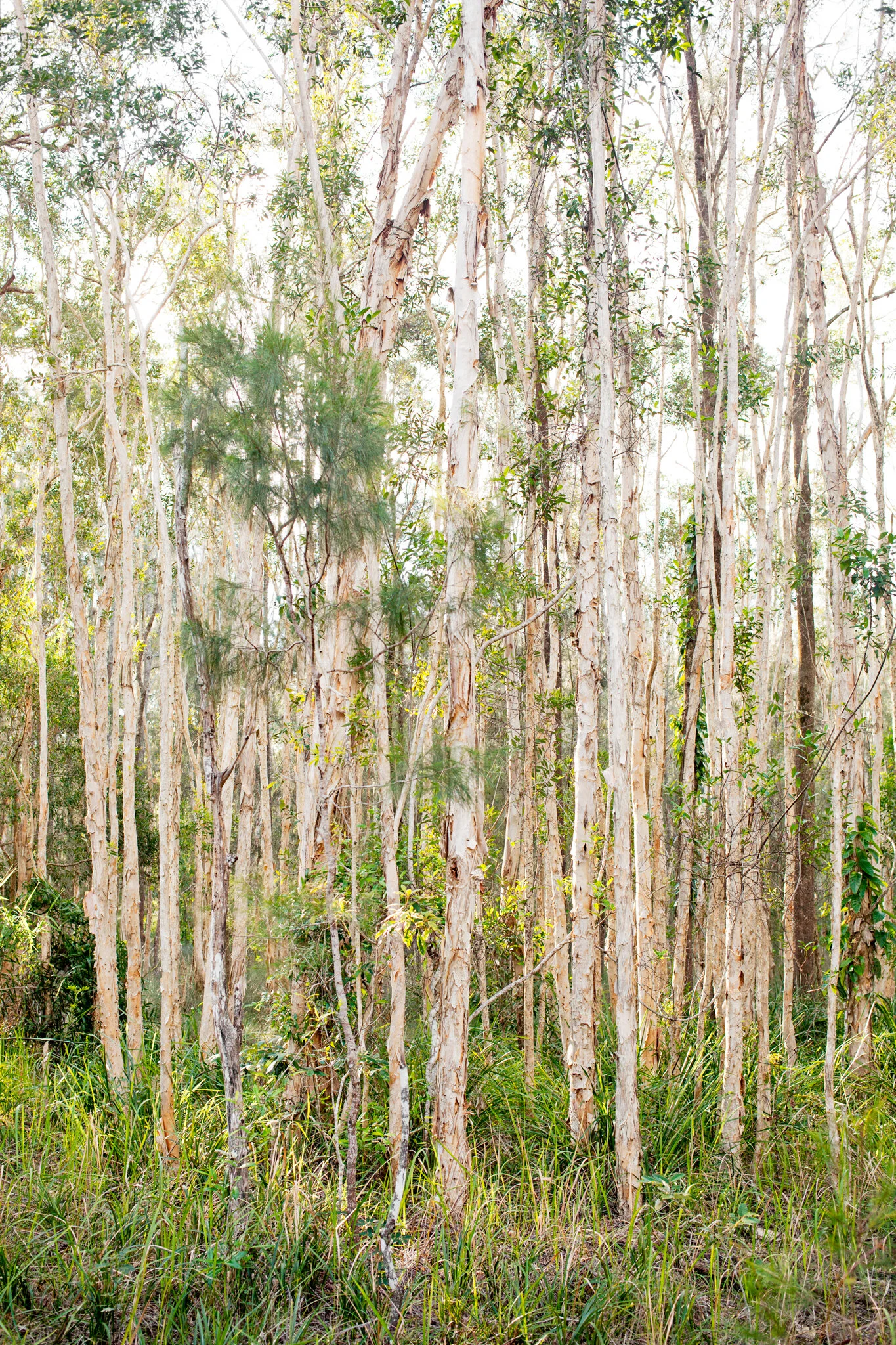 paperbark forest.jpg